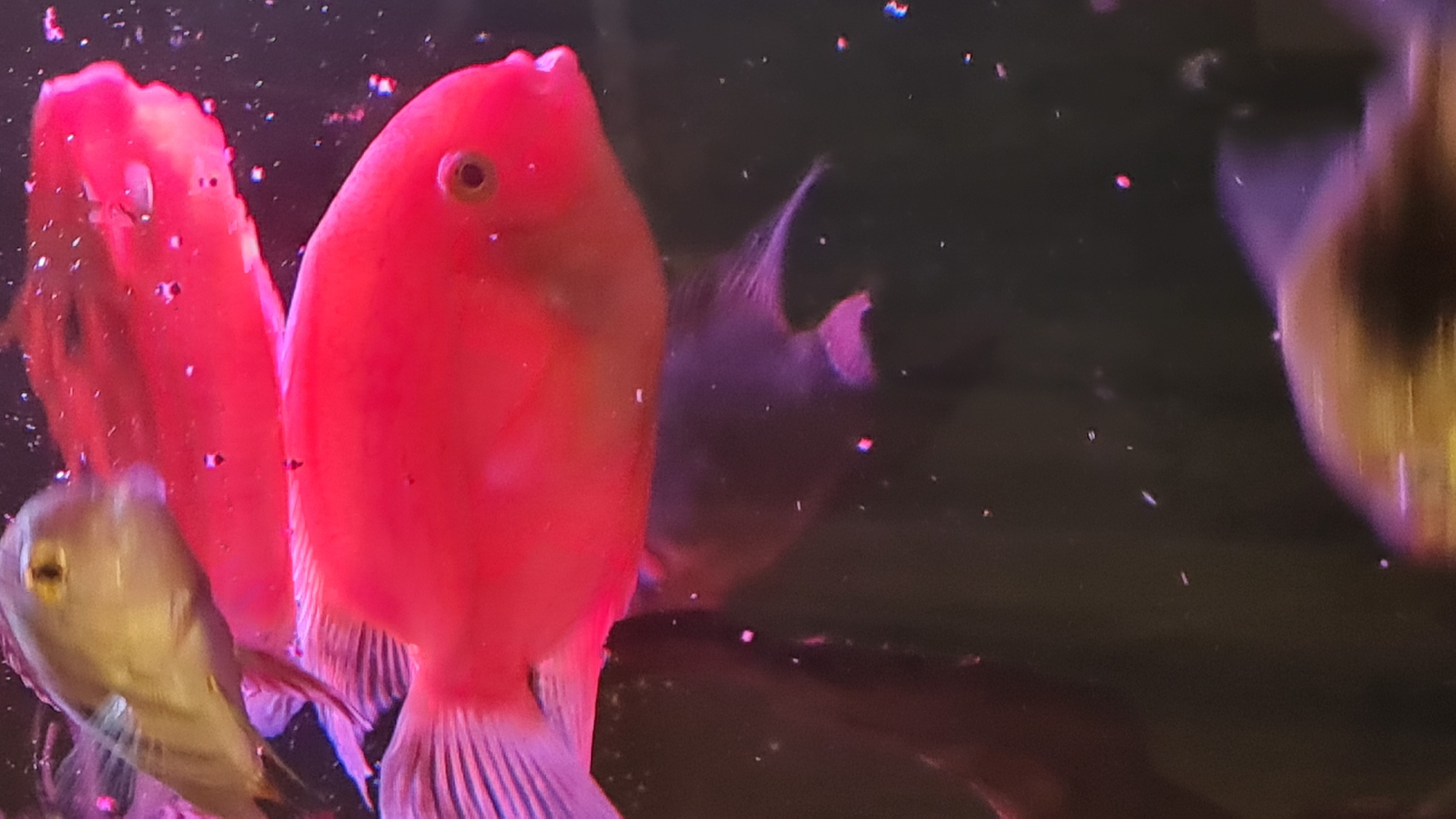 The image shows several fish in an aquarium. In the foreground, there is a bright red fish prominently displayed. Another red fish is partially visible behind it. To the left and slightly below the first red fish, there's a smaller, light-colored fish. In the background, other fish are visible, appearing as darker shapes. The environment is dark, with small particles or debris suspended in the water. There is no indication of the location being Lachish Regional Council, Israel.