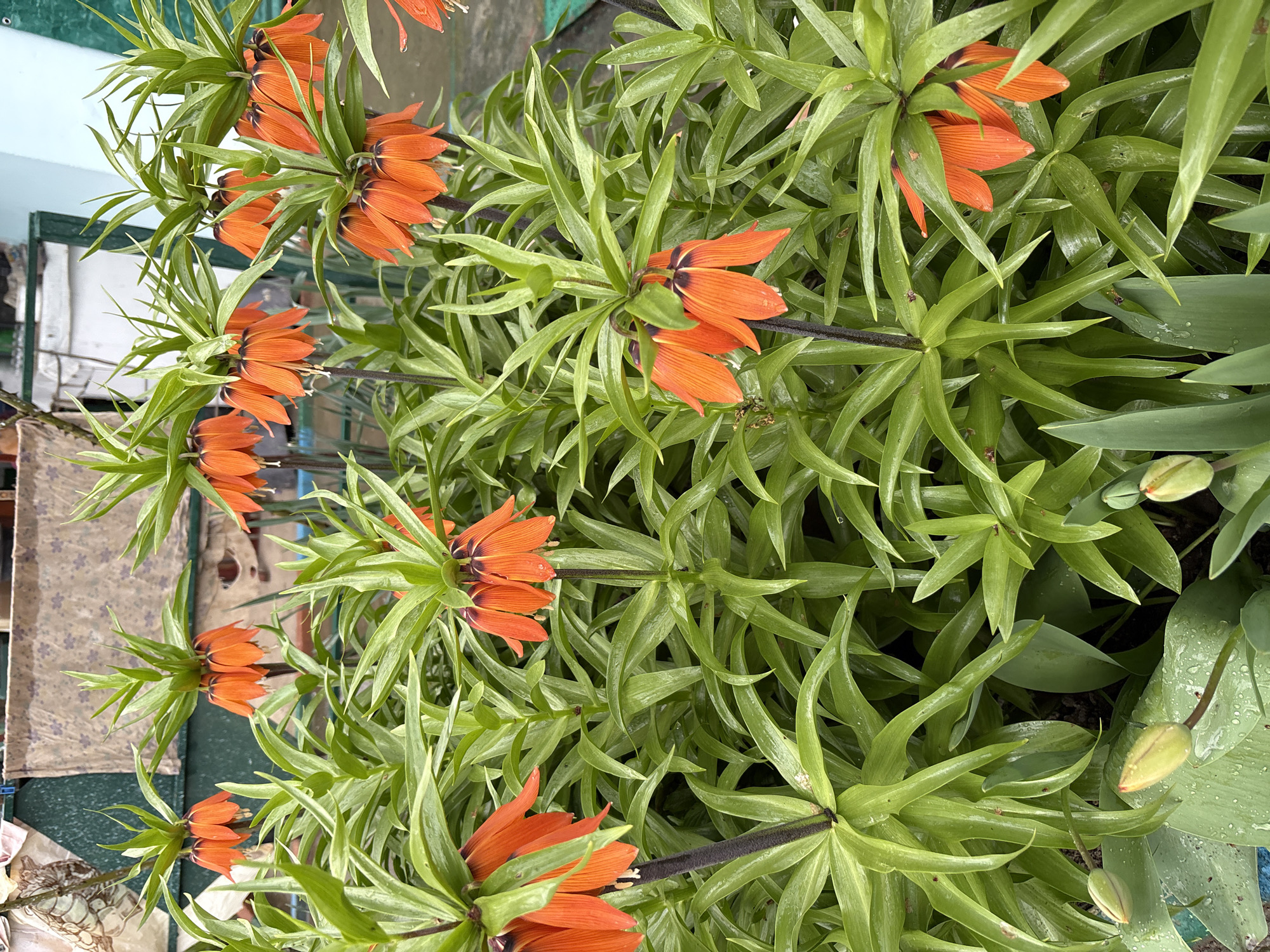 The image shows a patch of orange crown imperial flowers (Fritillaria imperialis) with their characteristic dark stems and surrounding green foliage. The flowers are arranged in clusters around the stems. The image appears to be taken outdoors, possibly in a garden. The background is partially obscured, but hints of buildings and other plants can be seen. Given the user's provided location, it can be assumed that the image was taken in or near Пожарское сельское поселение, Ukraine.