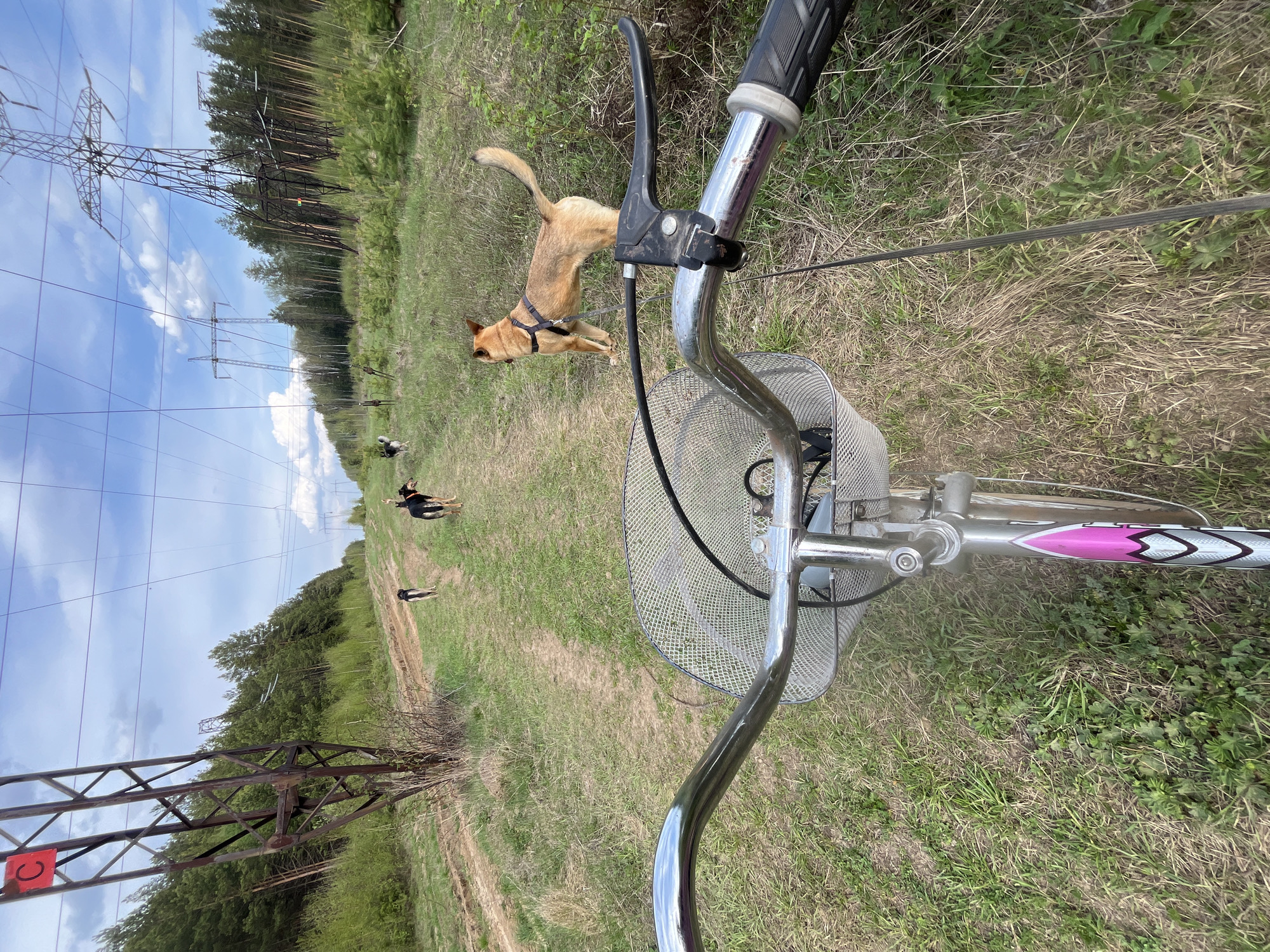 A first-person view from the perspective of a person on a bicycle, positioned on a grassy path under high-voltage power lines. The bicycle has a silver frame with pink and white accents and a wire basket attached to the front. A light brown dog wearing a harness runs alongside the bicycle on the path. Further down the path, two other dogs are visible in the distance. The location is likely in a rural or semi-rural area near the city of Nizhny Tagil, Russia, given the presence of power lines and the grassy terrain.