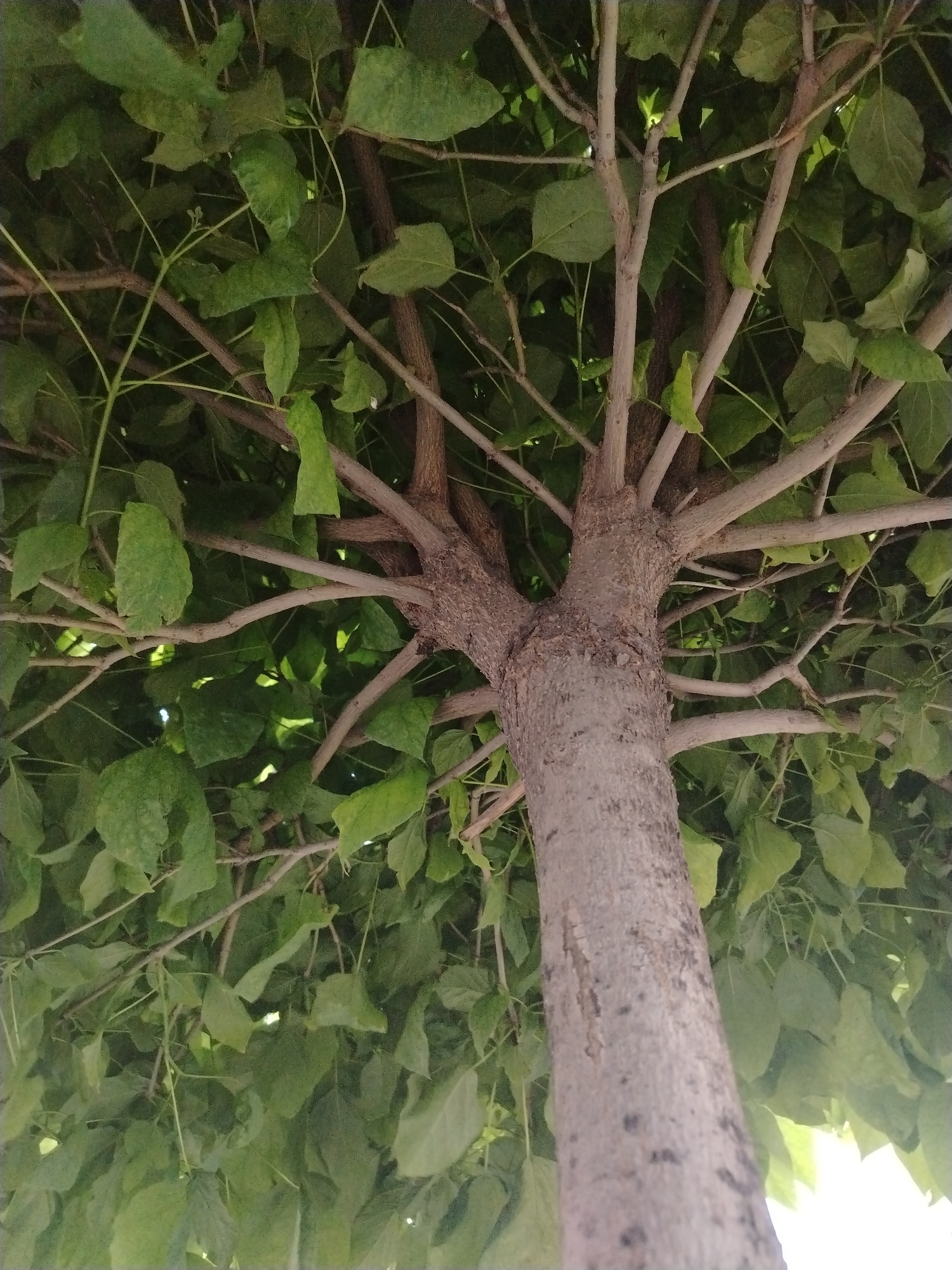 The image captures a close-up, low-angle view of a tree trunk and its branches, seen from below, against a backdrop of dense green foliage. The tree trunk is roughly textured and grayish-brown, with a noticeable bifurcation into several major branches. These branches, lighter in color than the trunk, extend outwards and upwards, supporting a canopy of large, green leaves. The lighting suggests an outdoor setting, likely during the daytime, with some light filtering through the leaves, creating bright spots. The image appears to be a photograph taken in Krasnodar, Russia, given the context provided. There are no people or animals visible in the frame, and no specific actions or interactions are depicted. The environment is primarily composed of the tree itself and its leaves.