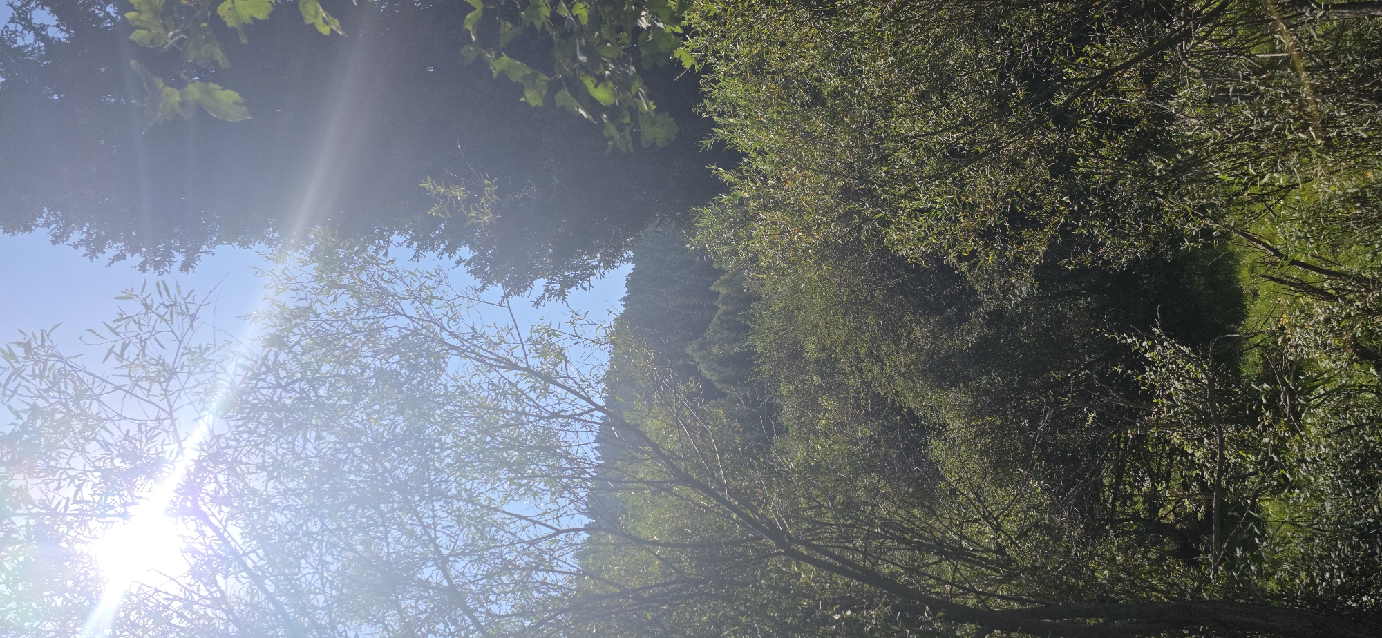 The image depicts a sun-drenched forest scene, with the sun's rays breaking through the canopy and casting a bright glare. The foreground is filled with dense foliage and trees, some with thin branches and leaves, while others are darker and more imposing. In the background, a hillside covered in trees recedes into the distance under a clear blue sky. The overall impression is one of a natural, wooded area. The location is specified as Unknown, Kyrgyzstan.