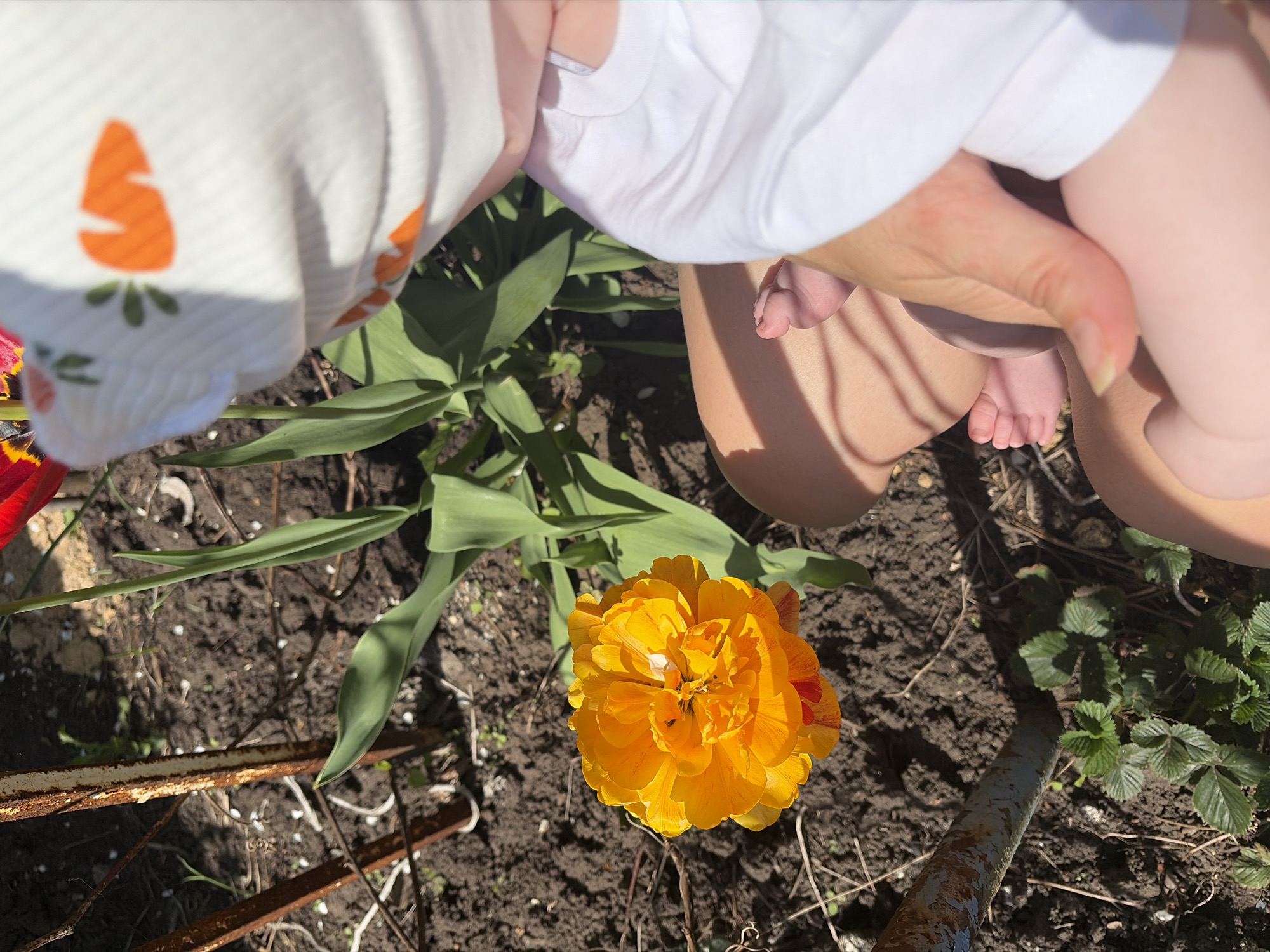 Captured from an overhead perspective, the image depicts a garden scene, possibly in Chaikovsky, Russia, given the prompt's context. A vibrant, fully bloomed yellow flower is the focal point, surrounded by green leaves and dark soil. Several decaying metal rods lie scattered on the ground near the flower. The lower portion of a person, likely a parent, is visible on the right side of the frame, holding a baby. The baby's bare legs and feet are partially visible, suggesting the child is being held over the flower or garden. On the upper-left side, a portion of a white cloth with an orange carrot pattern is visible. The image is taken during the daytime, as indicated by the sunlight and shadows.