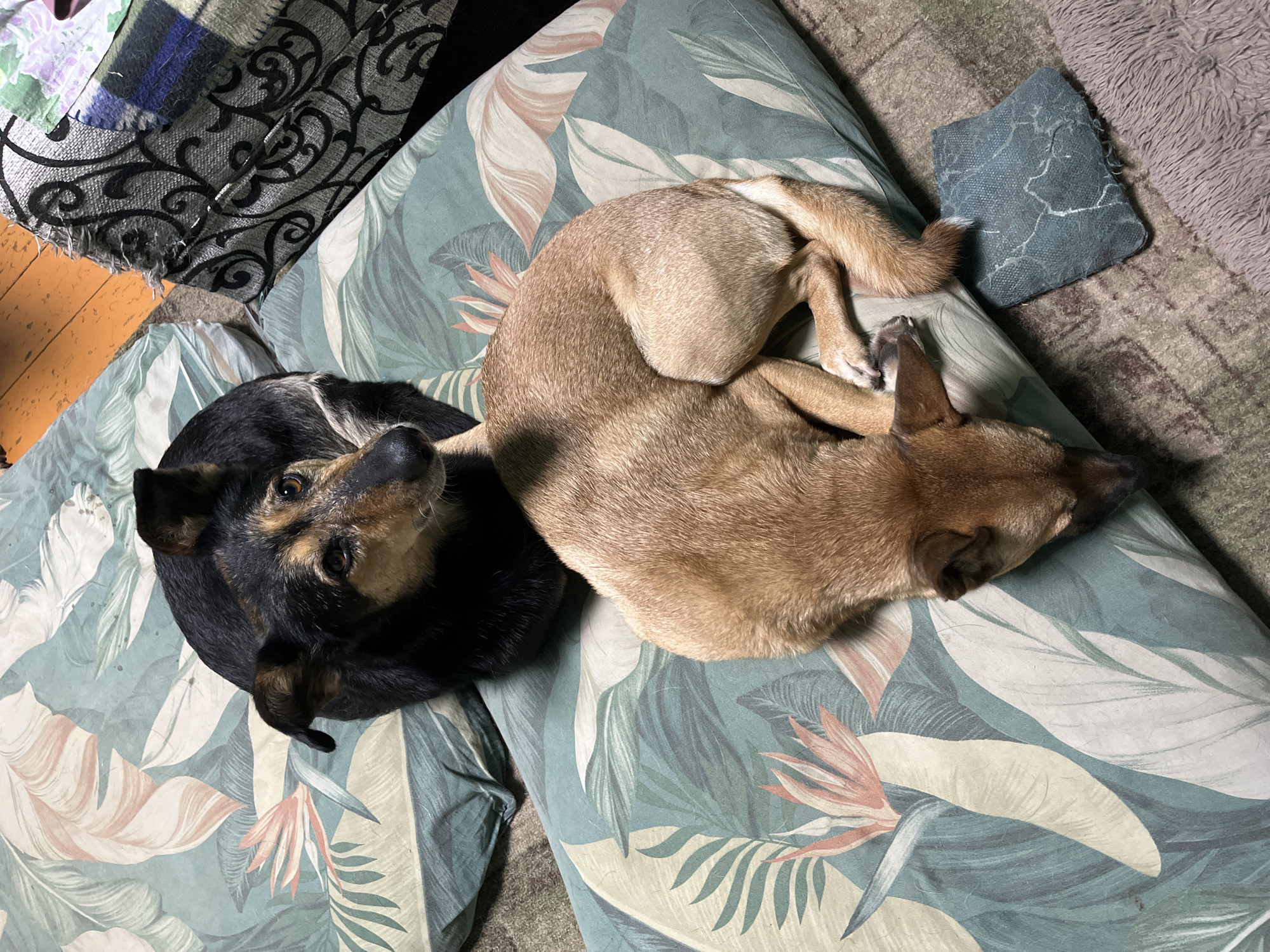 The image shows two dogs resting on floor cushions with a tropical leaf pattern. One dog is black and tan, lying on its back with its head up and looking at the camera. The other dog is light brown and curled up, facing away from the camera. The cushions are on a patterned rug, and a worn piece of furniture with a black scroll pattern is visible to the right. The scene appears to be indoors, possibly in a living room. There is no indication of the city of Nizhny Tagil, Russia, or any other specific location.