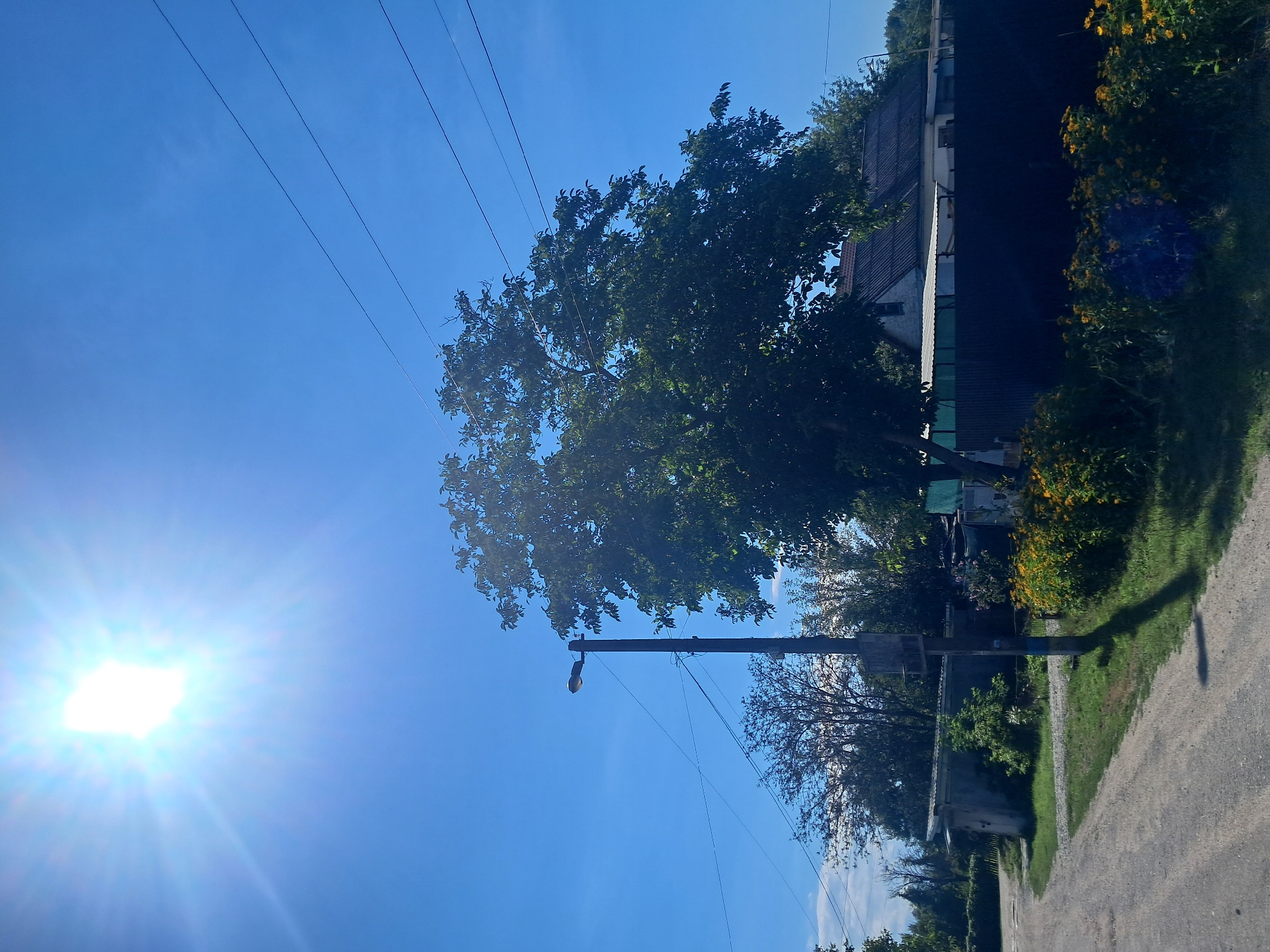 A bright, sunny day is depicted in this vertical, eye-level, outdoor shot of a rural or suburban street in Kremenchuk, Ukraine. The sun, a bright white orb with a visible lens flare, dominates the upper left quadrant of the image, casting a strong glare across the clear blue sky. A utilitarian pole with a street lamp extends vertically from the lower middle to the upper middle of the frame. Overhead, multiple black power lines crisscross the sky from right to left. In the middle ground, a large, leafy tree with dark green foliage stands prominently to the right of the lamp post. Behind the tree, the rooftops of several buildings are visible, suggesting a residential area. A dark metal fence runs horizontally across the lower half of the image, separating the street from the properties behind it. In front of the fence, a row of vibrant yellow flowers with green stems adds a splash of color to the scene. The foreground features a dirt or gravel road curving from the lower left towards the middle ground, with a strip of green grass and more yellow flowers lining its right side. A light-colored, low-lying structure, possibly a shed or garage, is visible on the left side of the road, nestled amongst greenery. The overall impression is one of a warm, summer day in a peaceful, slightly weathered setting.