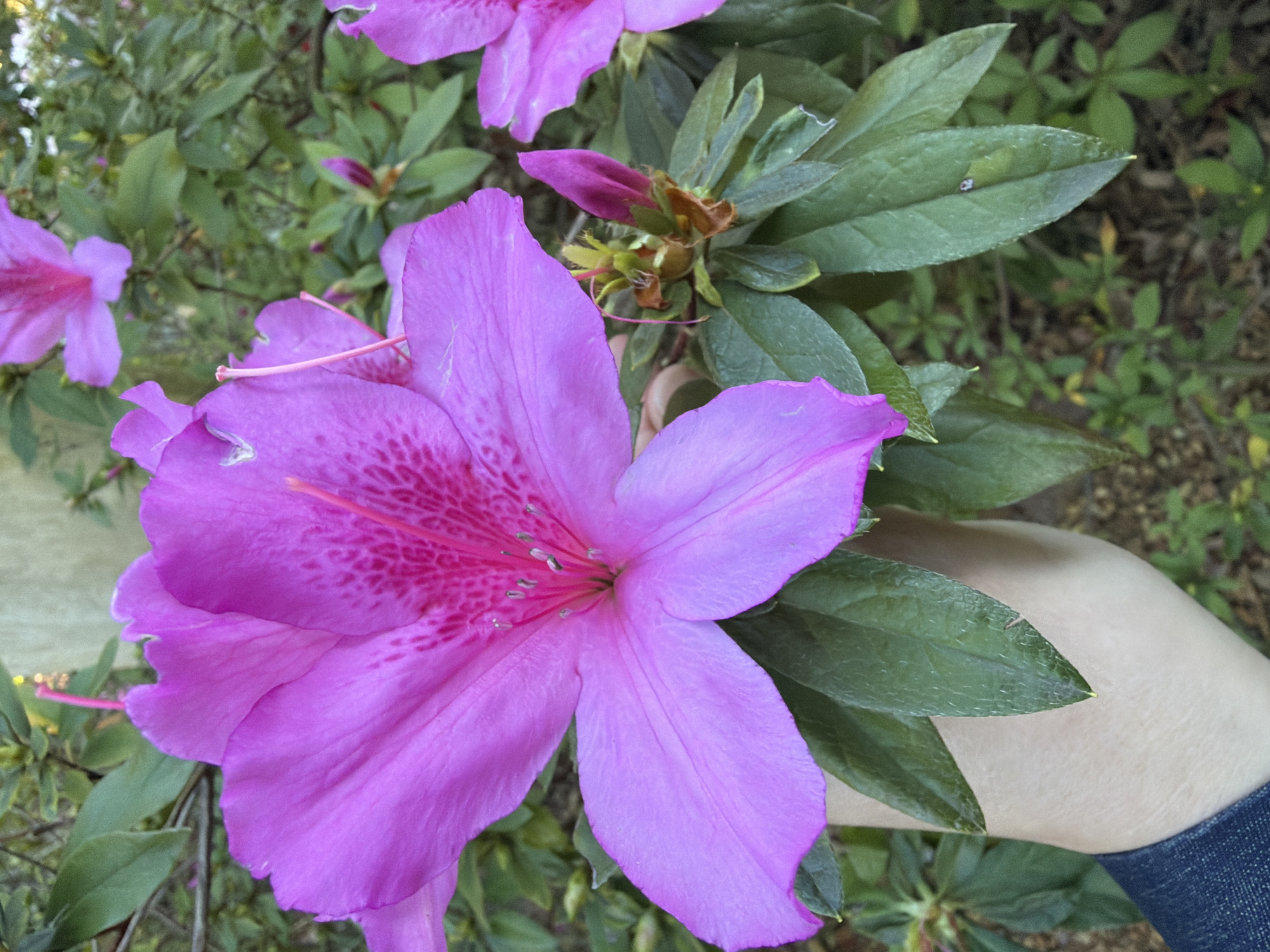 In the city of Somerset West, South Africa, a close-up, eye-level shot focuses on a large, vibrant pink azalea flower with ruffled petals. The flower's center displays a speckled pattern of a darker pink hue, with several delicate stamens extending outwards. A human hand, wearing dark denim clothing at the wrist, gently holds some of the plant's dark green leaves, supporting the flower. To the right of the main bloom, a pink azalea bud is visible, still closed, surrounded by green foliage. The background is a blur of more green leaves and hints of other pink azalea blossoms, suggesting a garden or natural setting.