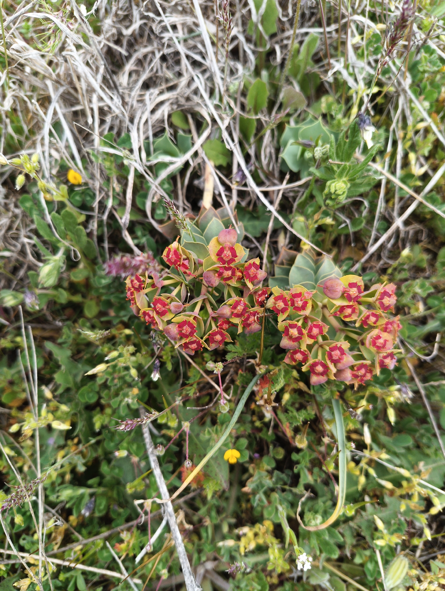 The image shows a patch of low-growing vegetation. A prominent plant with clusters of small, red, flower-like structures surrounded by light green bracts is in the center. This plant appears to be a type of Euphorbia. Other smaller green plants with various leaf shapes surround the Euphorbia. Dried grass and vegetation are also visible in the background. Small yellow and white flowers are also present within the green vegetation. The location is potentially in Kosten, Bulgaria, based on the prompt.