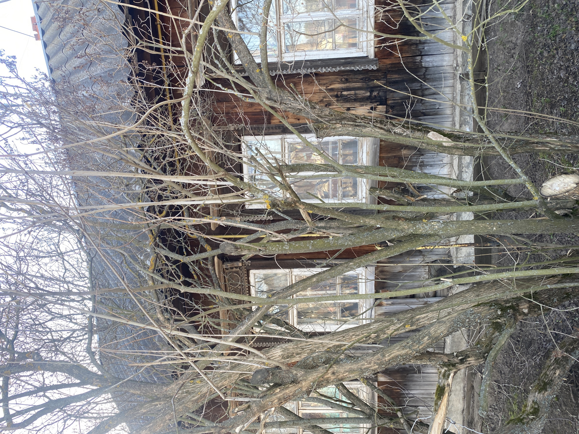 The image shows a partially obscured view of a weathered wooden building with two visible windows, likely located in the city of Ольховка, Russia, although this cannot be definitively confirmed from the image alone. A bare tree with numerous branches dominates the foreground, significantly obstructing the view of the structure. The building features a corrugated metal roof and detailed wooden trim around the windows. The exterior wood appears aged and unpainted, with visible signs of weathering. The ground around the building is covered in sparse vegetation and debris.