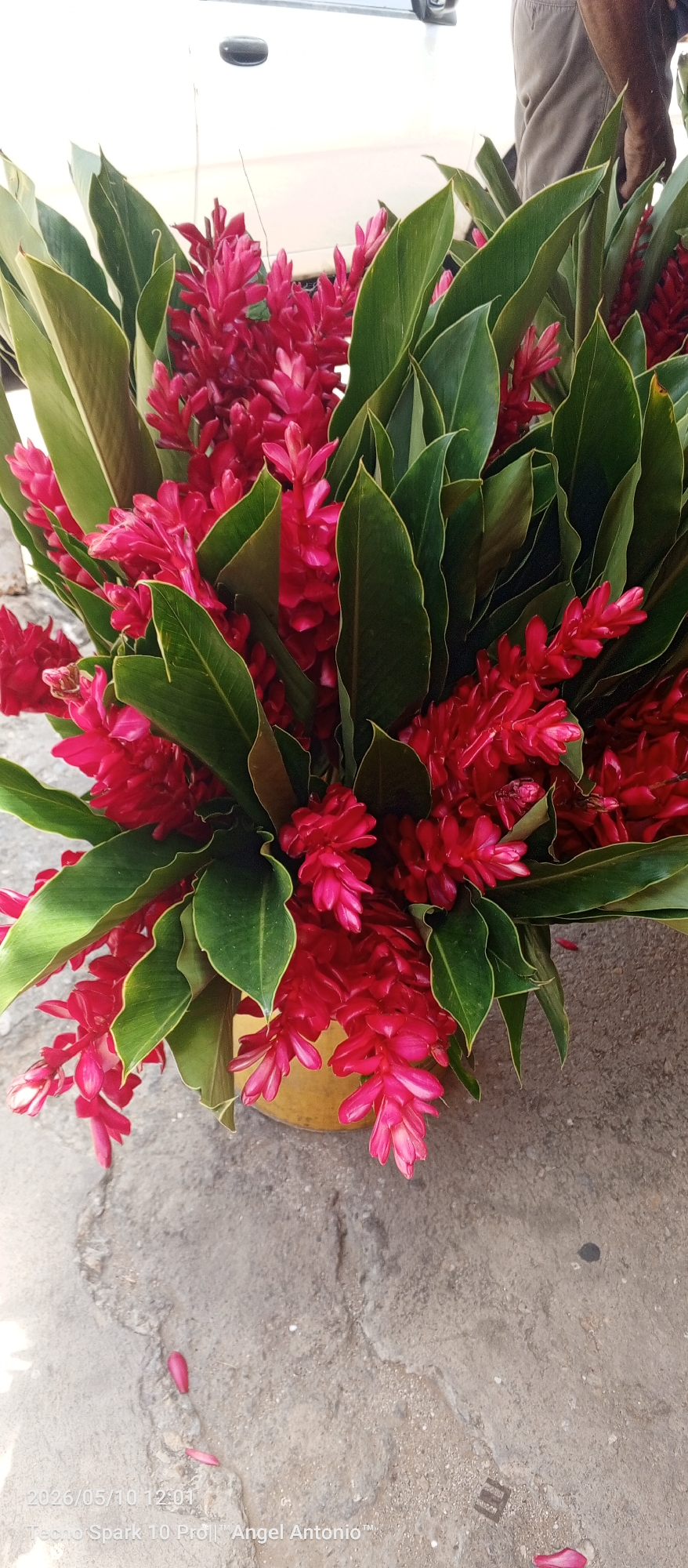 A lush bouquet of red ginger flowers with vibrant green leaves is presented in a golden container. The arrangement is situated on a gray stone surface. In the background, there's a portion of a vehicle and a person wearing tan-colored pants. The date "2026/05/10 12:01" and "Tecno Spark 10 Pro || Angel Antonio" are printed on the bottom left of the image. The location of Juan Griego, Venezuela, is not explicitly evident in the image.