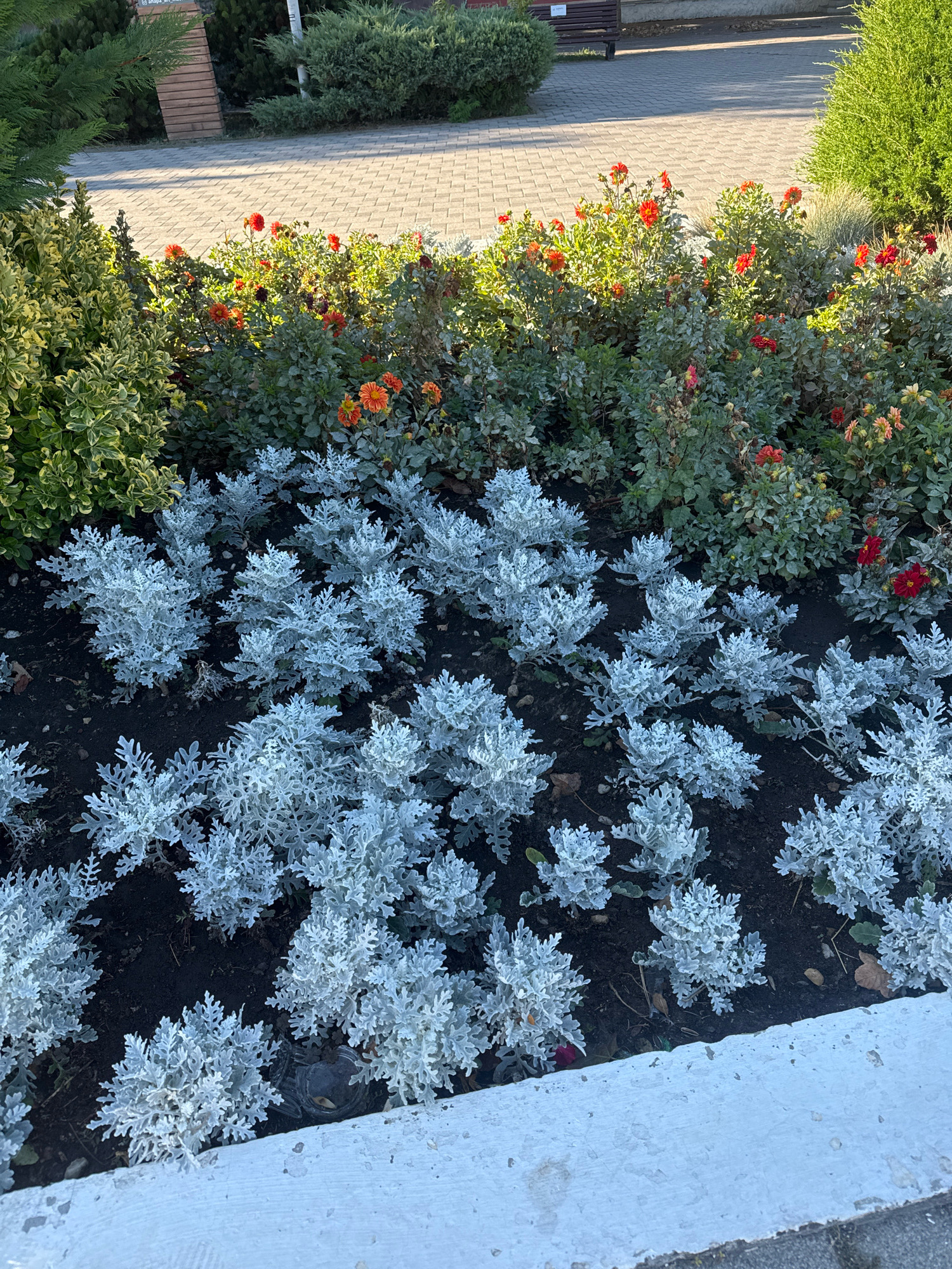 The image shows a flower bed in Anapa, Russia, with a paved walkway in the background. The flower bed is filled with a variety of plants, including silvery-leafed bushes in the foreground and a mix of green foliage and orange and red flowers in the background. Some of the flowers appear to be dahlias. The walkway is made of light-colored paving stones. In the background, there are trees and bushes, as well as a wooden bench. The lighting suggests it is daytime, possibly late afternoon or early morning due to the shadows. The overall scene depicts a well-maintained public space, likely a park or garden.