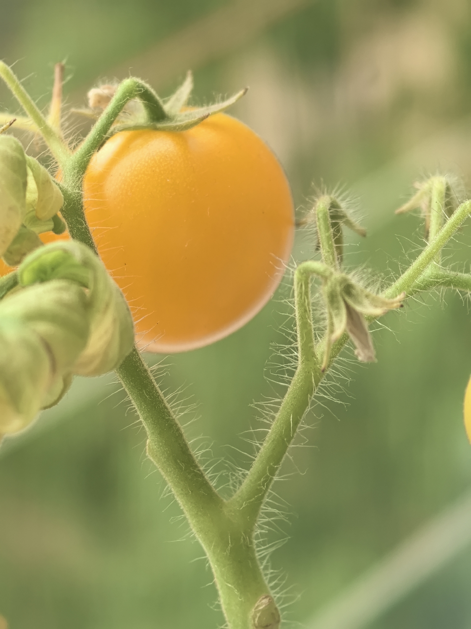 A close-up, shallow depth-of-field photograph shows a bright yellow tomato growing on a vine. The tomato is round and smooth, with a slight sheen. It is attached to a green stem that is covered in fine, white hairs. Several small, green leaves or flower buds are visible on the stem. The background is a soft, blurred green, suggesting foliage. The image is cropped vertically, with the tomato positioned slightly off-center to the right. There is no indication of any specific location within Khabarovsk, Russia, or any people or actions.