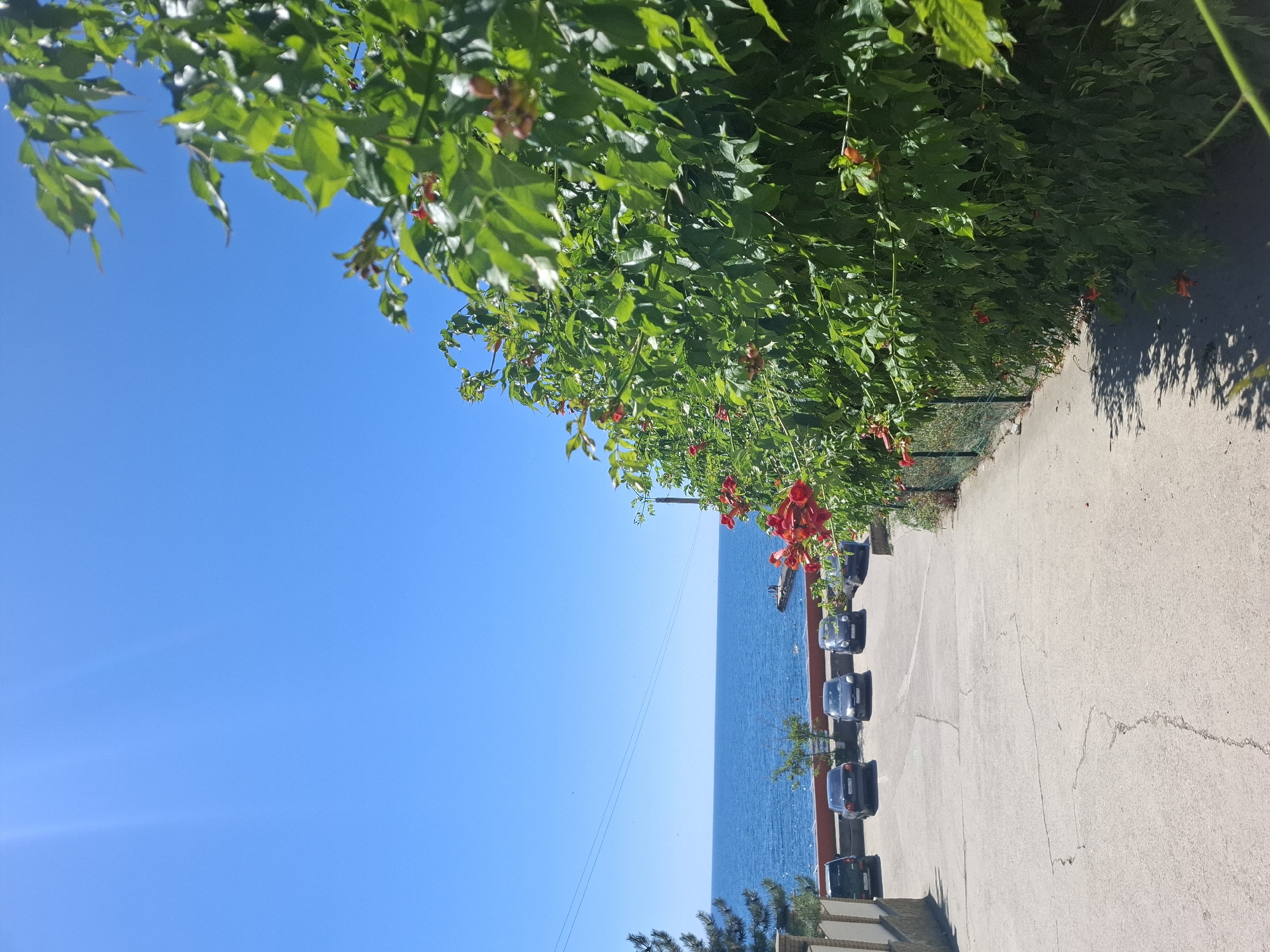 The image depicts a sun-drenched outdoor scene with a clear blue sky and the calm blue sea in the background. In the foreground, a paved pathway slopes downwards, bordered on the right by a dense green hedge with red trumpet-shaped flowers. Several cars are parked in a lot on the left side of the pathway, facing the sea. The sea stretches out to the horizon, where a small pier or jetty is visible. The overall impression is one of a peaceful coastal environment, likely in a residential or recreational area within the Щебетовский поселковый совет region of Ukraine, given the context.