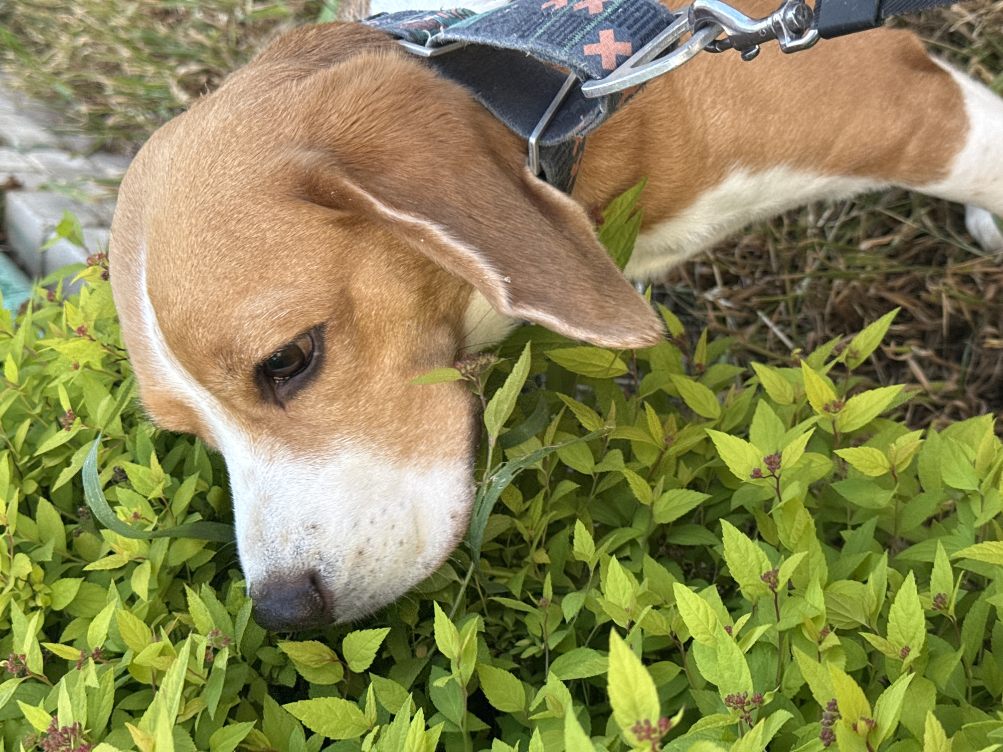 A close-up, high-angle shot captures a tri-color Beagle dog resting its head amidst vibrant green foliage. The dog's head, which is primarily tan and white with some darker markings around its eye, is gently lowered into a dense patch of bright, light green leaves. Its long, soft ear is visible on the left side of its head, and its dark nose is partly obscured by the foliage at the bottom of the frame.
The dog is wearing a dark-colored harness adorned with a pattern of light-colored cross or plus signs. Silver metal hardware, including buckles and rings, and a black leash attachment point are visible on the harness. The dog's tan and white body extends towards the right side of the frame, partially visible behind its harness.
The foliage consists of numerous small, ovate, light green leaves, possibly from an ornamental shrub such as Spiraea, as indicated by the small reddish-brown buds visible on some stems within the greenery. In the background, behind the dog's upper body and harness, there are hints of drier, lighter-colored grass and possibly some paved or stone ground.
The image is brightly lit by natural daylight, suggesting a clear or lightly overcast day. The dog appears calm and relaxed, seemingly enjoying its resting spot within the plants, or perhaps sniffing at the leaves. No visible text is present in the image. The scene is set outdoors, likely in a garden or park in Chaikovsky, Russia.