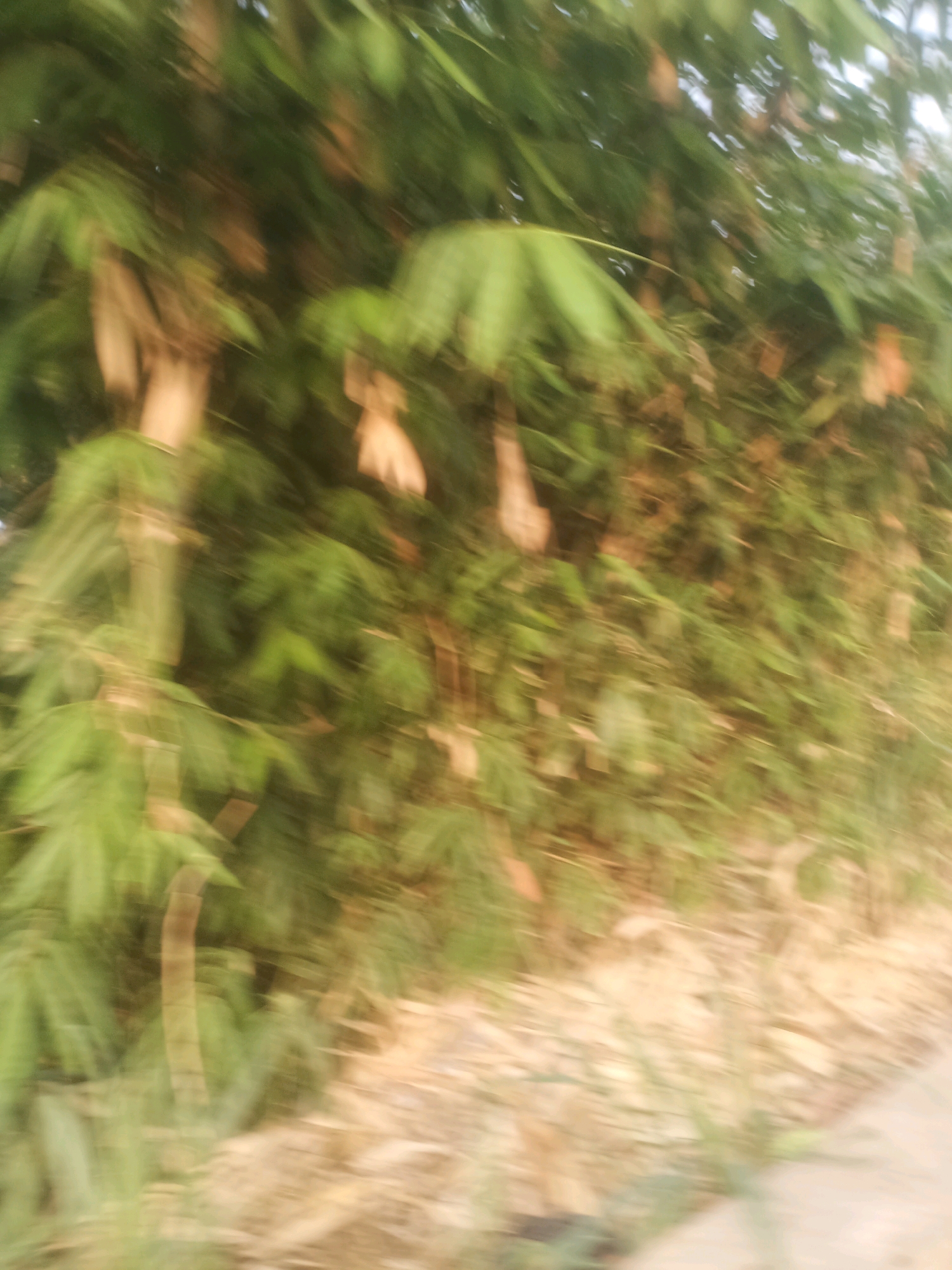 The image is a blurry, motion-captured photograph of dense vegetation, likely bamboo, bordering a dirt or gravel path. The foliage is predominantly green with some brown, dry leaves visible. The blurred nature of the image suggests movement, possibly from a vehicle or a person walking rapidly. The lighting appears natural, indicating an outdoor setting. Without specific landmarks or identifying features, it is not possible to pinpoint the exact location within Ciseeng, Indonesia, other than it is an outdoor natural area. There are no people, animals, or man-made structures clearly discernible. The overall impression is one of natural growth along a roadside or path.