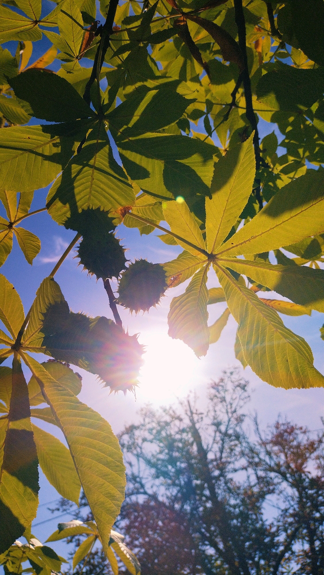 The image is a low-angle shot looking up through the leaves and spiky husks of a horse chestnut tree, with the sun shining brightly through the foliage. The sky is blue with some wispy clouds. In the background, the silhouettes of other trees are visible, some appearing to be autumn-colored. There are no people or animals in the frame. The scene appears to be in an outdoor natural setting, likely a park or a residential area with trees. The location is not specified within the image itself, but if it were in Horishni Plavni, Ukraine, it would be a common sight during the autumn season when horse chestnuts produce their distinctive spiky fruit.