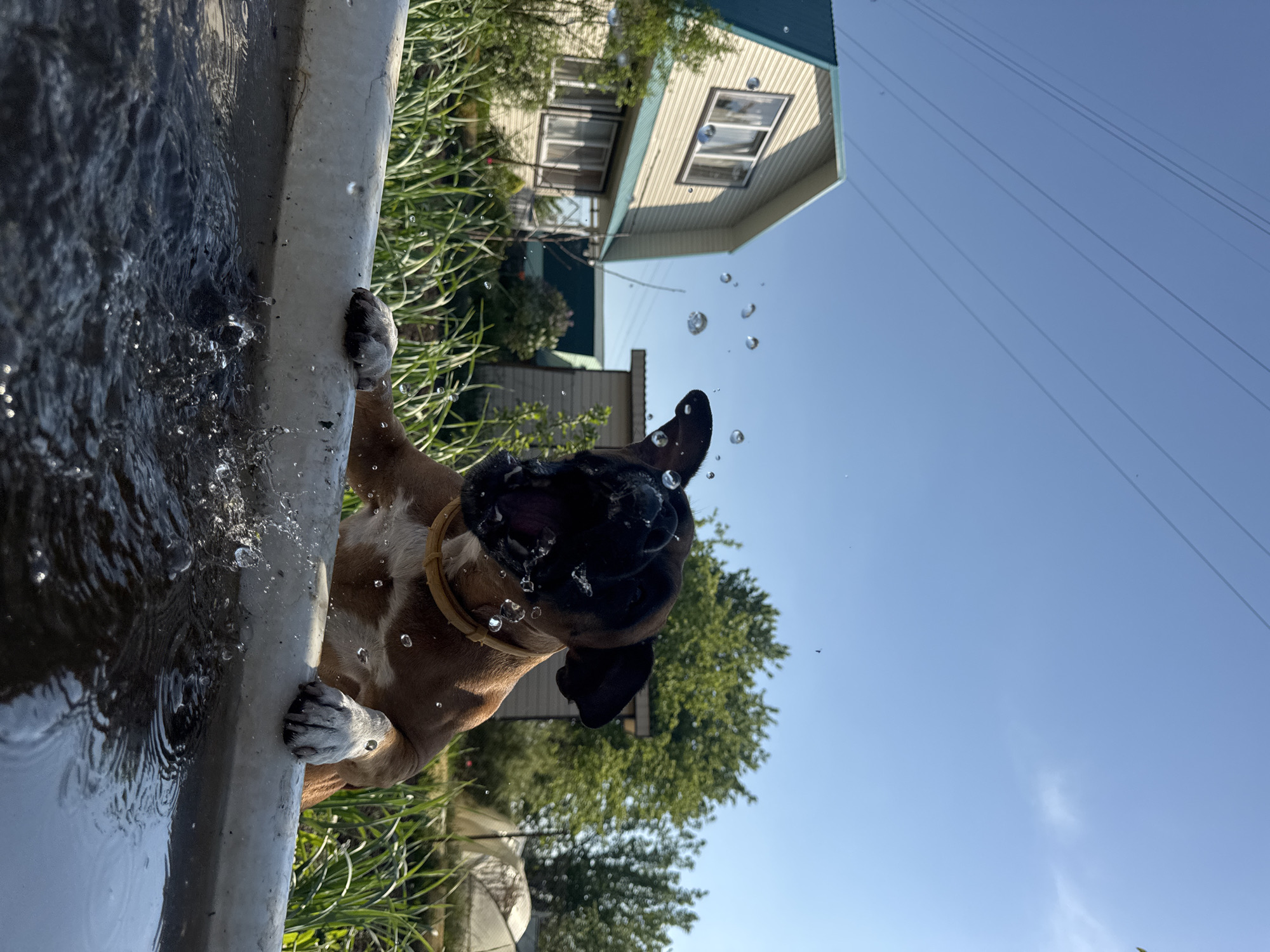 A dog is seen from a low angle as it is drinking water from what appears to be a trough. The dog is a Boxer with a brown and white coat. The dog's front paws are resting on the edge of the trough, and its mouth is open as it laps up the water. Water droplets are visible around the dog's head and mouth, indicating the movement and action of drinking. The dog wears a brown collar.
The background includes a house with light-colored siding and dark-framed windows, trees, a clear blue sky with visible power lines. The scene appears to be outdoors on a sunny day, potentially in a yard or garden setting. The location is Chaikovsky, Russia.