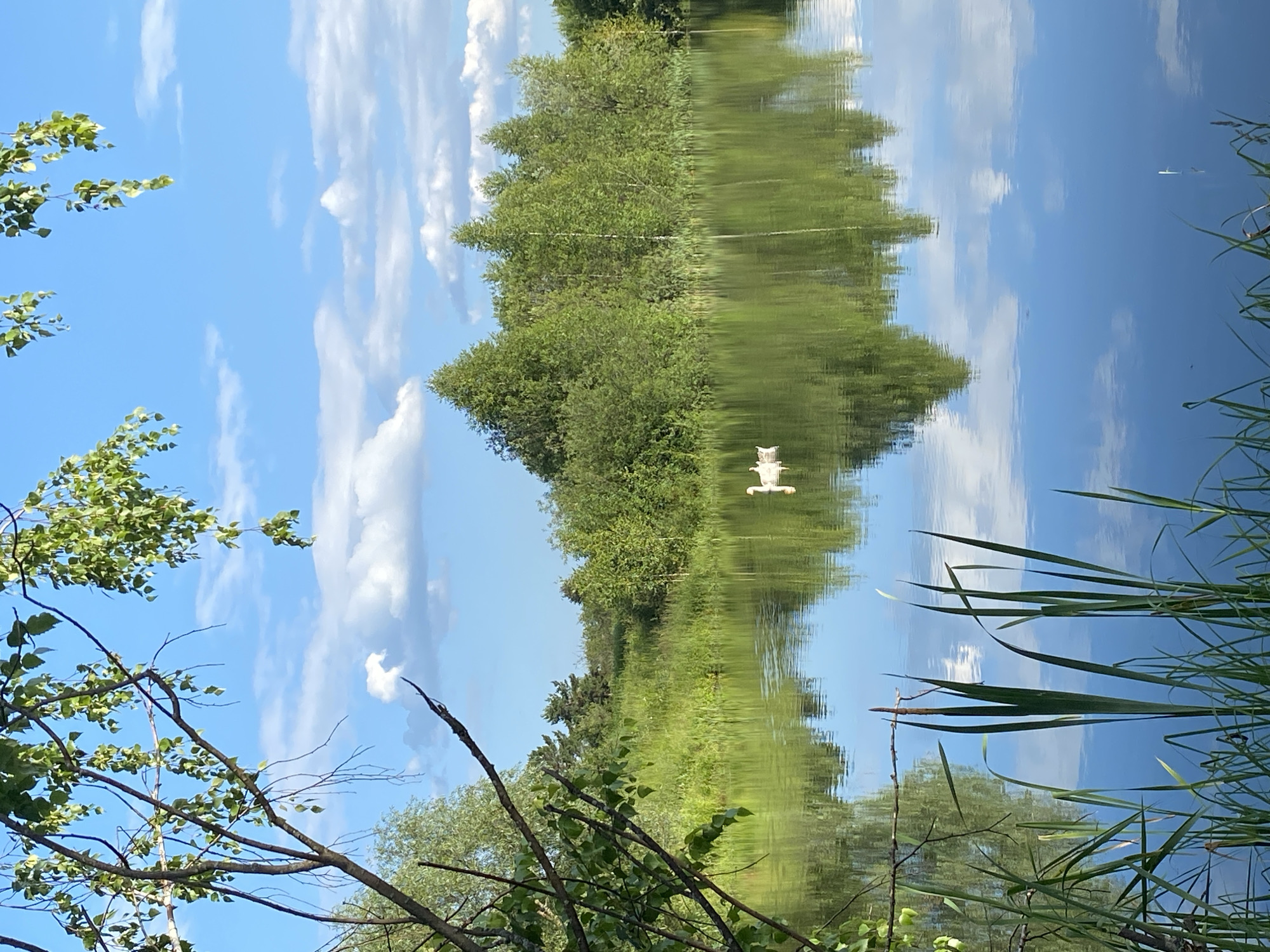 The image displays a reflection on a body of water, likely a lake or river, in Novyi Ural, Russia. The scene is oriented such that the sky and clouds are at the bottom of the image, and the trees and greenery are at the top, due to the reflection. The water is calm, creating a clear mirror image of the surroundings.
The upper half of the image, which is the reflection, shows a line of lush green trees and vegetation along the water's edge. The sky, reflected in the water, is a bright blue with scattered white, fluffy clouds. Some branches with green leaves are visible in the foreground, reaching into the frame from the left and bottom left. Tall, thin green reeds or grass are present on the right side of the image, also reflected.
In the reflected portion of the water, a white object resembling a bird or a swan can be seen floating. This is the only distinctly identifiable object within the reflection.
The time of day appears to be daytime, given the bright blue sky and clear lighting. The weather seems pleasant, with sunshine and a clear sky suggested by the presence of clouds. The scene evokes a sense of tranquility and natural beauty. There is no visible text in the image.
