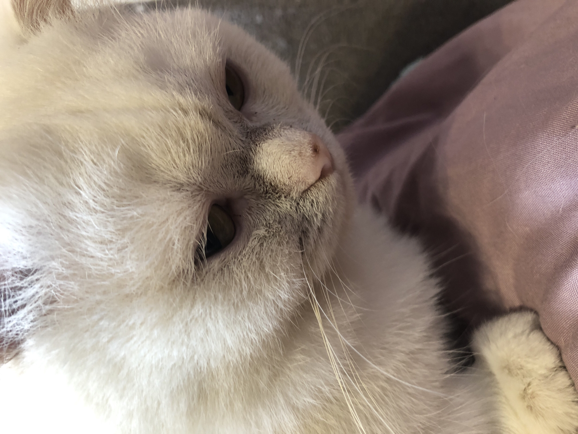 A close-up, eye-level shot shows the face of a white and gray cat with its head tilted down. The cat's fur is fluffy and light-colored, with some darker gray markings on its face. Its eyes are partially closed and appear to be a green or yellow color. The cat's nose is pink and slightly damp. Long, white whiskers extend from its muzzle. The cat is resting on a piece of mauve fabric, which appears to be a blanket or clothing. The background is softly blurred and suggests an indoor environment.