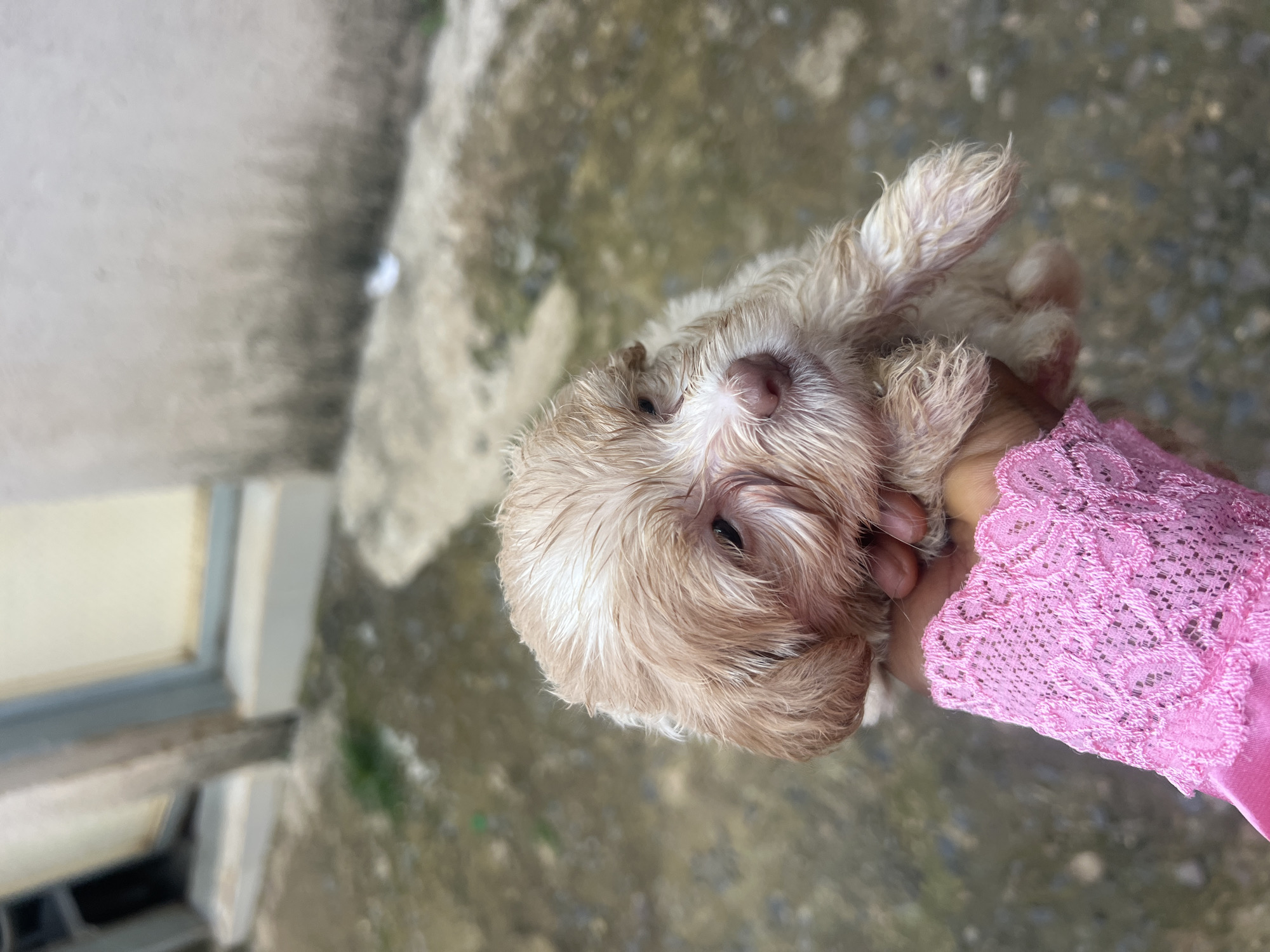 This media file depicts a close-up view of a small, fluffy, light-brown puppy being held by a person's hand adorned with a pink lace sleeve. The puppy's face is the primary focus, with its damp fur and large, dark eyes. Its nose is a soft pink. The puppy appears to be relaxed or perhaps a little sleepy. The hand holding the puppy is positioned to provide support and comfort. The background is blurred and appears to be an outdoor setting with concrete or paved ground and a hint of a structure that might be a doorway or a low wall. The lighting suggests it is daytime, but the specific time and weather conditions are not evident. There are no visible text elements in the image. The context provided suggests the location is Rafin Par, Nigeria.