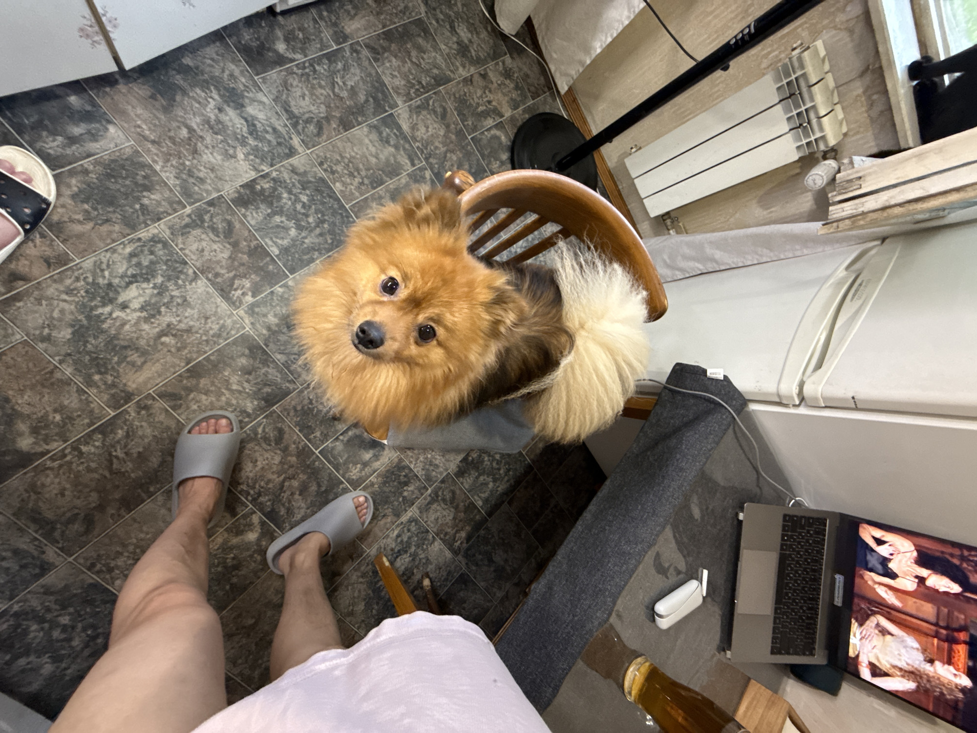 The image shows an indoor scene with a Pomeranian dog sitting on a wooden chair. The dog is looking directly at the camera. A person wearing gray slippers and a white shirt is standing near the chair. A laptop is open on a gray surface, displaying an image of two figures. A bottle is next to the laptop. The floor is covered with gray tiles. A radiator is visible on the wall in the background. The location is Khimki, Russia.