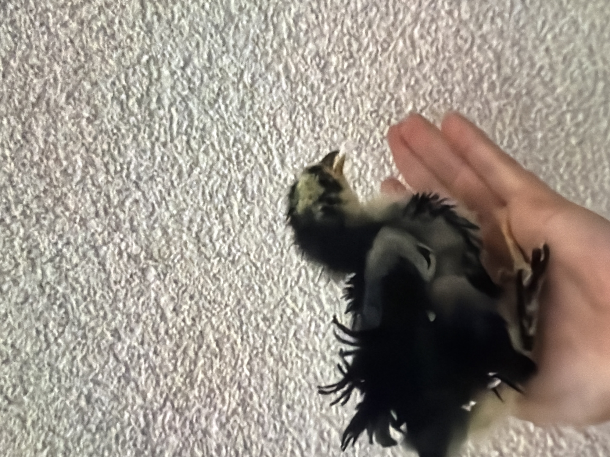 A fluffy black and white chick is held in a person's palm against a textured, light-colored wall. The chick is facing right, with its head turned slightly to the right. Its beak is open, and its eyes are visible. The person's hand is gently cradling the chick. The background wall appears to be made of concrete or stucco, with a rough, uneven surface. The lighting is soft and diffused, suggesting an indoor setting. The image has a shallow depth of field, with the chick and hand in sharp focus and the background slightly blurred.