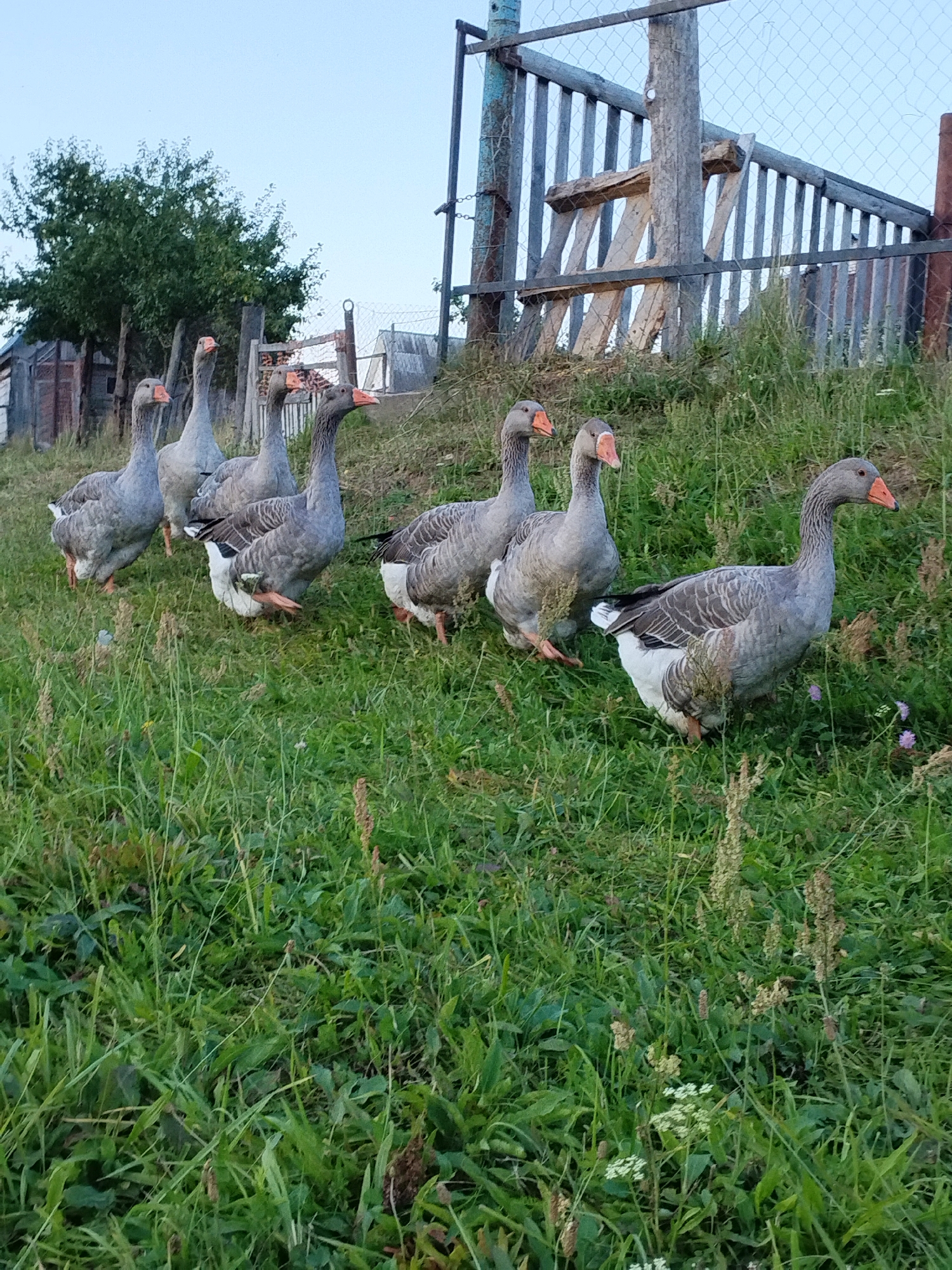 A flock of seven gray geese walks across a grassy field in Bialynichy, Belarus, with a wooden fence and a rustic building in the background. The geese are of varying sizes and are facing towards the right of the frame. The ground is covered in green grass, with some dry weeds and small purple flowers interspersed. The sky is a clear, pale blue. The overall scene depicts a rural setting.