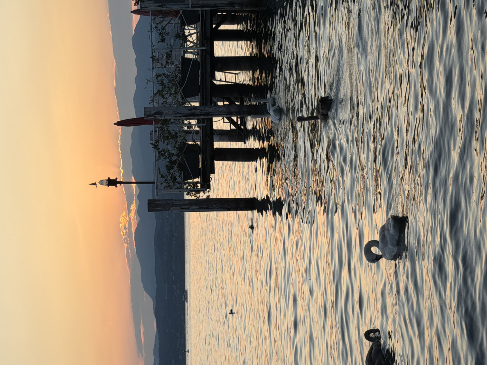 This image captures a serene sunset scene on Lake Garda, likely near Sirmione, Italy, with a dock extending into the water. The sky is a warm gradient of orange and yellow, with the sun partially obscured by a band of clouds and distant mountains. Several swans are swimming in the calm water, their white feathers contrasting with the darkening hues of the lake. A small boat is visible in the background on the left, and a lamp post stands on the dock. The dock itself is made of wood and supported by pilings, with railings and some greenery. The water reflects the colors of the sky and the dock, creating a tranquil and picturesque atmosphere.