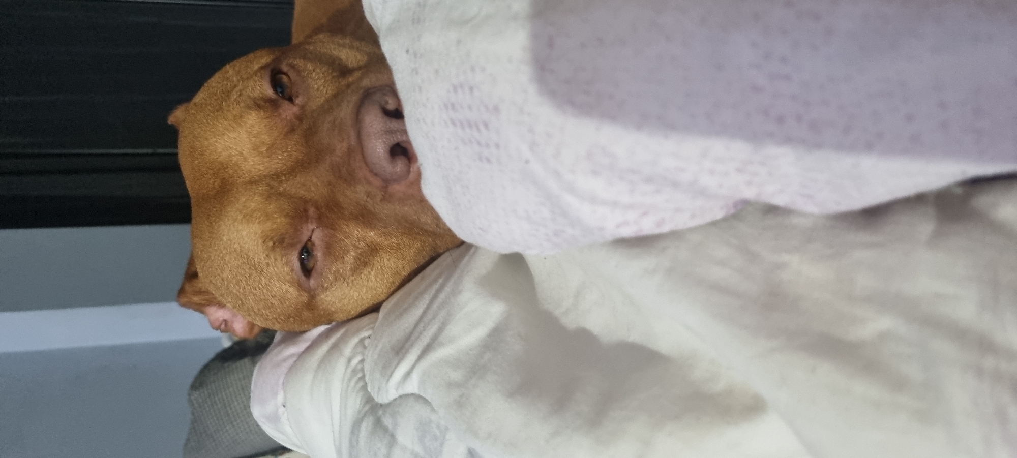 The image shows a tan-colored dog lying down and partially covered by a white and lavender blanket. The dog's head is visible, with its eyes open. The background includes a dark, possibly black, vertical structure. The scene appears to be indoors, likely in a bedroom or living area. No city or location is discernible.