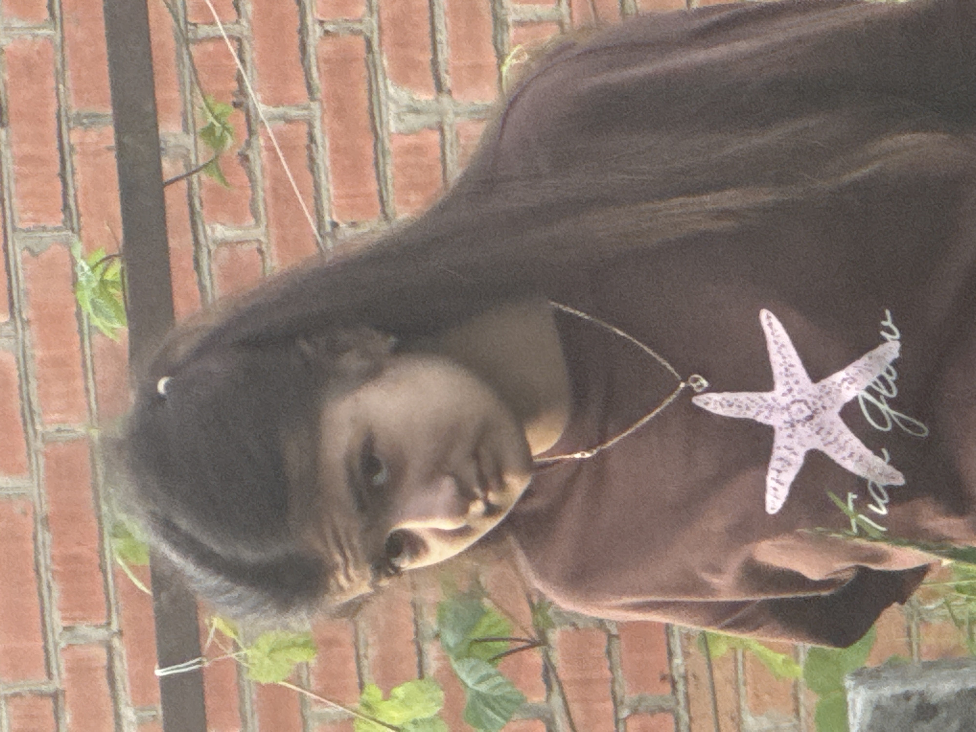 A young individual, appearing female, is depicted outdoors, positioned in front of a reddish-brown brick wall. Her dark, long hair is parted centrally with a small white hair tie visible on the right side of her head. She wears a dark brown long-sleeved shirt featuring a large, light pink starfish graphic with intricate patterns, and white cursive text below it. A thin, silver-toned chain necklace with a small heart-shaped pendant is worn around her neck. Her head is slightly tilted to the left, and she looks directly at the viewer with a neutral to slightly somber expression. Behind her, a dark horizontal metal bar is visible against the brickwork, with green foliage, possibly vine leaves, growing on and around it. A thin white string or wire is also strung horizontally in the background. The scene suggests an outdoor, daytime setting within an unspecified urban environment.