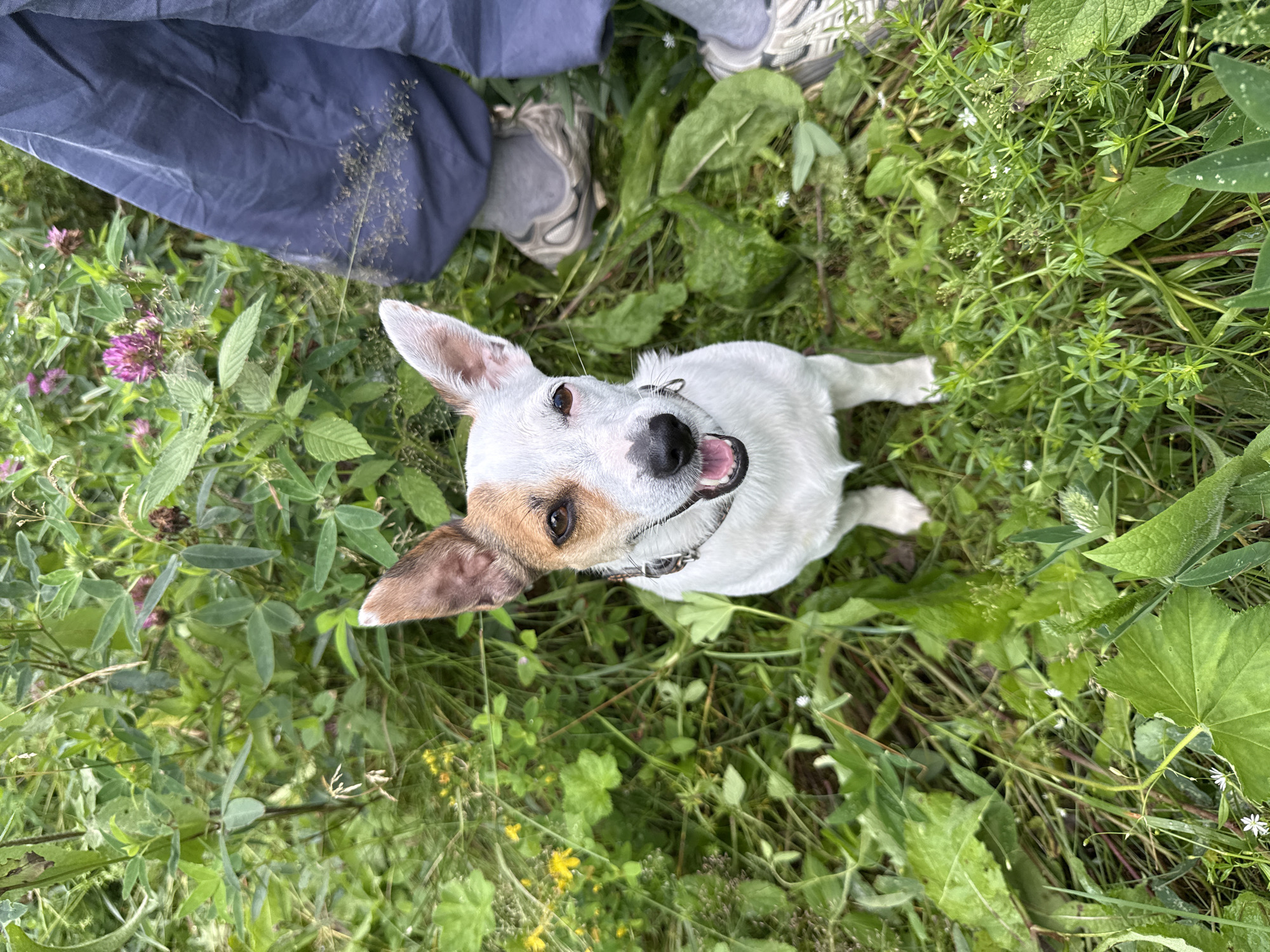A medium shot captures a white and tan Jack Russell Terrier sitting in lush green grass. The dog is looking directly at the camera with its mouth open and tongue slightly visible. It has brown markings around its right eye and ear. The dog is wearing a dark collar. In the background, to the right of the dog, a person's legs are visible, wearing blue pants and grey sneakers. The environment is a dense, overgrown field with various green plants and some small purple and yellow flowers. The lighting suggests it is daytime, possibly overcast.