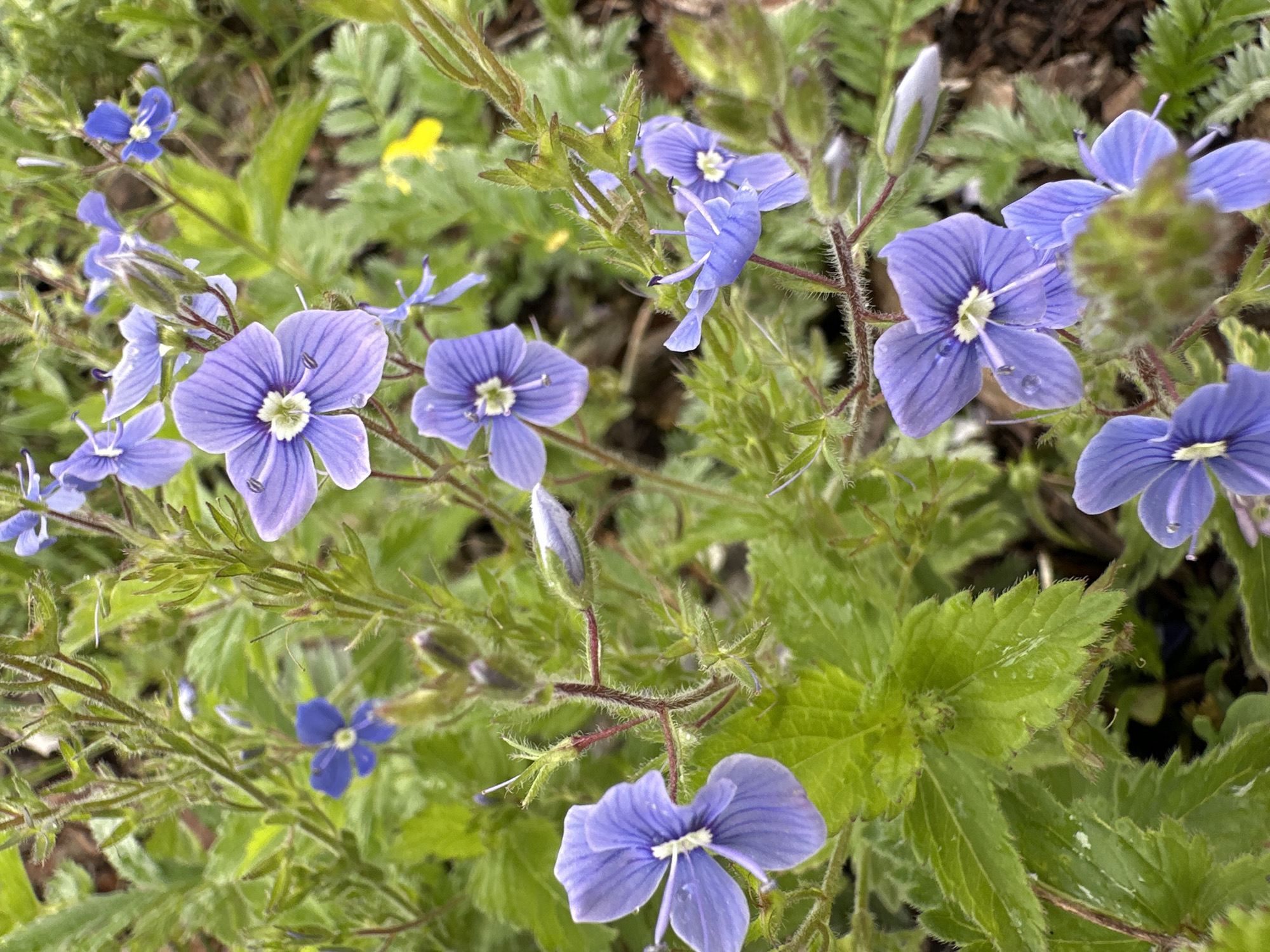 A close-up, slightly overhead shot focuses on several small, delicate purple flowers with white centers, growing on thin, hairy stems among vibrant green foliage. The flowers have five petals with visible veins and some appear to have water droplets on them. The background is a blur of green leaves and brown soil, suggesting a natural outdoor environment. The scene is likely located in Abzakovo, Russia, a known area for its natural beauty and outdoor activities.