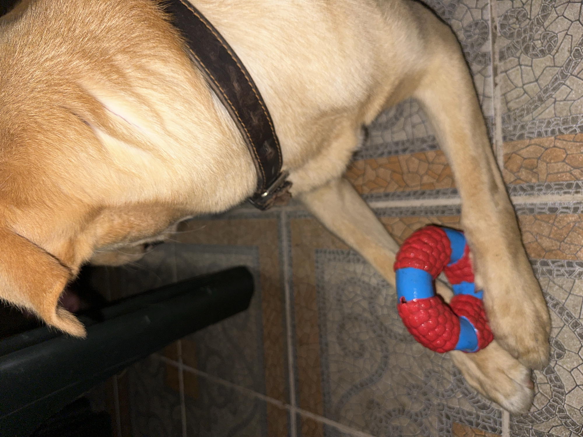 A golden-colored dog lies on a tiled floor, its front paws resting near a red and blue ring-shaped toy. The dog is wearing a dark leather collar. In the background, a dark green object, possibly part of a chair or table leg, is visible. The scene appears to be indoors, likely in a residential setting, given the tiled floor and furniture. There are no people present in the image. The lighting is dim, suggesting it might be evening or an indoor environment with artificial light. The location is not discernible from the image itself, and therefore, its association with Sochi, Russia, cannot be confirmed.