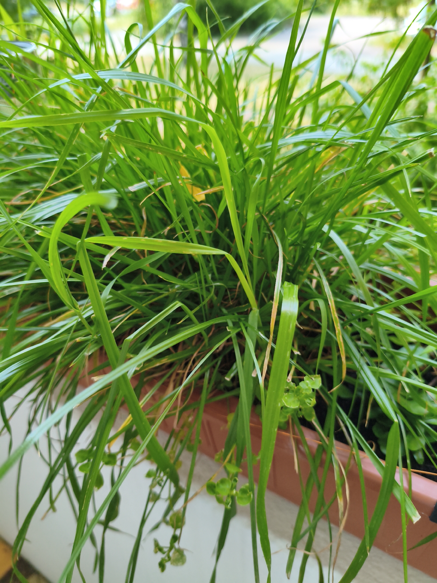 The image is a close-up, eye-level, medium shot of lush green grass growing in a terracotta-colored planter. The grass is dense and varies in height, with some blades appearing to be damaged or dried out, showing yellow and brown discoloration. Small, green, clover-like plants are also visible at the base of some of the grass blades. The planter appears to be resting on a white ledge or railing, with a blurred background that suggests an outdoor environment, possibly with some foliage and a hint of a paved surface. There are no people or animals present in the image. The scene is forensic in nature, documenting the condition of the plants. The location is not specified within the image itself.