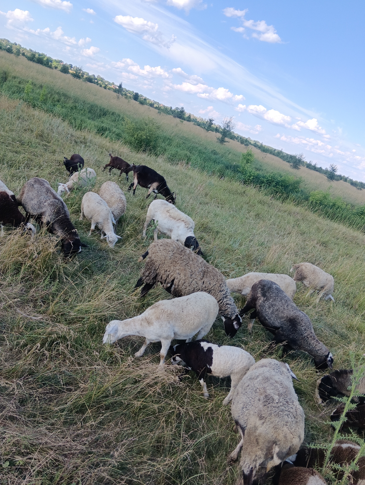 A flock of sheep and goats graze on a grassy hillside under a partly cloudy blue sky. The hillside is covered in dry, yellowed grass interspersed with green vegetation. Trees and bushes dot the landscape further up the hill, with some distant structures visible on the horizon.
The animals are diverse in color, with sheep ranging from white to black and white, and goats appearing mostly black or dark brown. Some sheep are gathered together, while others are more spread out, all with their heads down grazing. The time of day appears to be late afternoon, suggested by the angle of the sunlight casting shadows and illuminating the clouds. The weather seems pleasant, with a clear sky and scattered white clouds. The scene evokes a sense of peaceful rural life and pastoral tranquility. There is no visible text in the image.