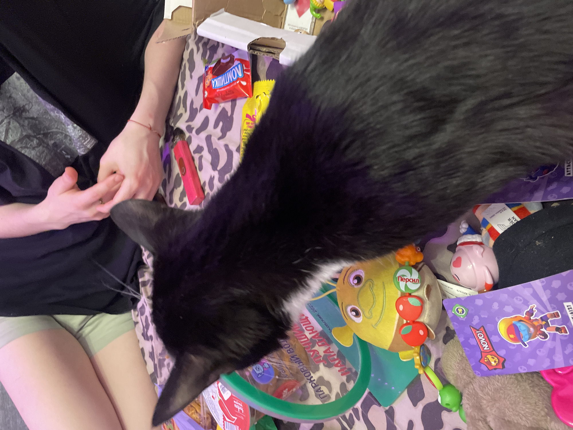 The image shows a black cat with a white chest in the foreground, facing away from the camera and sniffing at various objects on a patterned surface. The objects include a toy shaped like the character Shrek, a red electronic vape device, a candy bar with Russian text, a card with a cartoon character and the word "NOVO!", and other assorted toys and packaging. In the background, two people's legs are visible, suggesting they are sitting or lying down on the same surface. The environment appears to be indoors, possibly a bedroom or living area. There is no identifiable information in the image that would allow for the localization to Vaganovo, Russia.