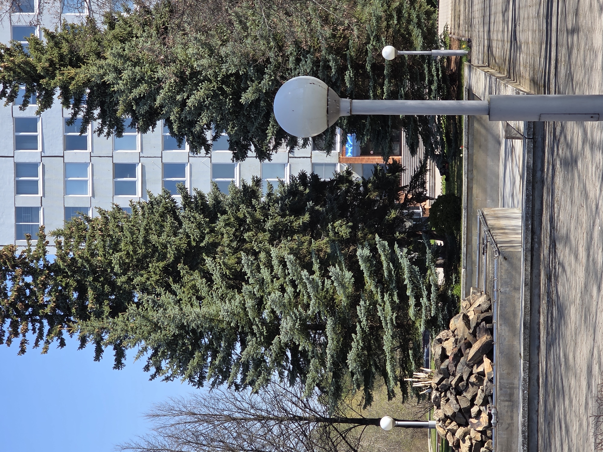 The image shows a partially obscured view of a multi-story building with a repetitive window pattern, likely located in an urban setting. Tall evergreen trees heavily populate the foreground, partially obscuring the building. A street lamp with a spherical globe is visible, extending vertically in the center of the image. A concrete walkway or path runs along the right side, and a pile of rocks is visible adjacent to the walkway. Based on the provided information regarding the location in the city of Chaikovsky, Russia, this appears to be an outdoor public space, possibly a park or green area near a municipal building. There are no visible people in the image.