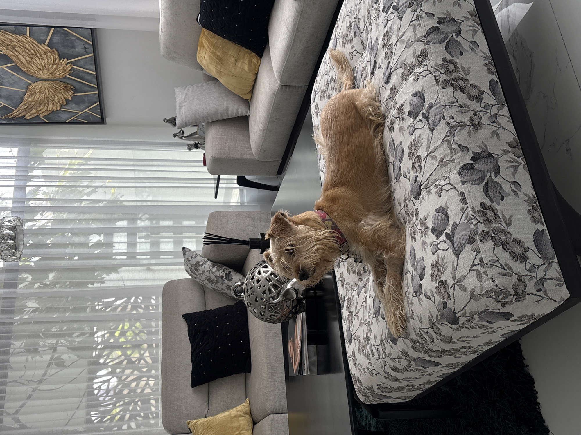 A tan dog is lying on a patterned sofa. The sofa is in a room with white walls, blinds, and another gray sofa with pillows. There is a decorative lamp on a side table. The image was taken in San Bernardino Tlaxcalancingo, Mexico.
