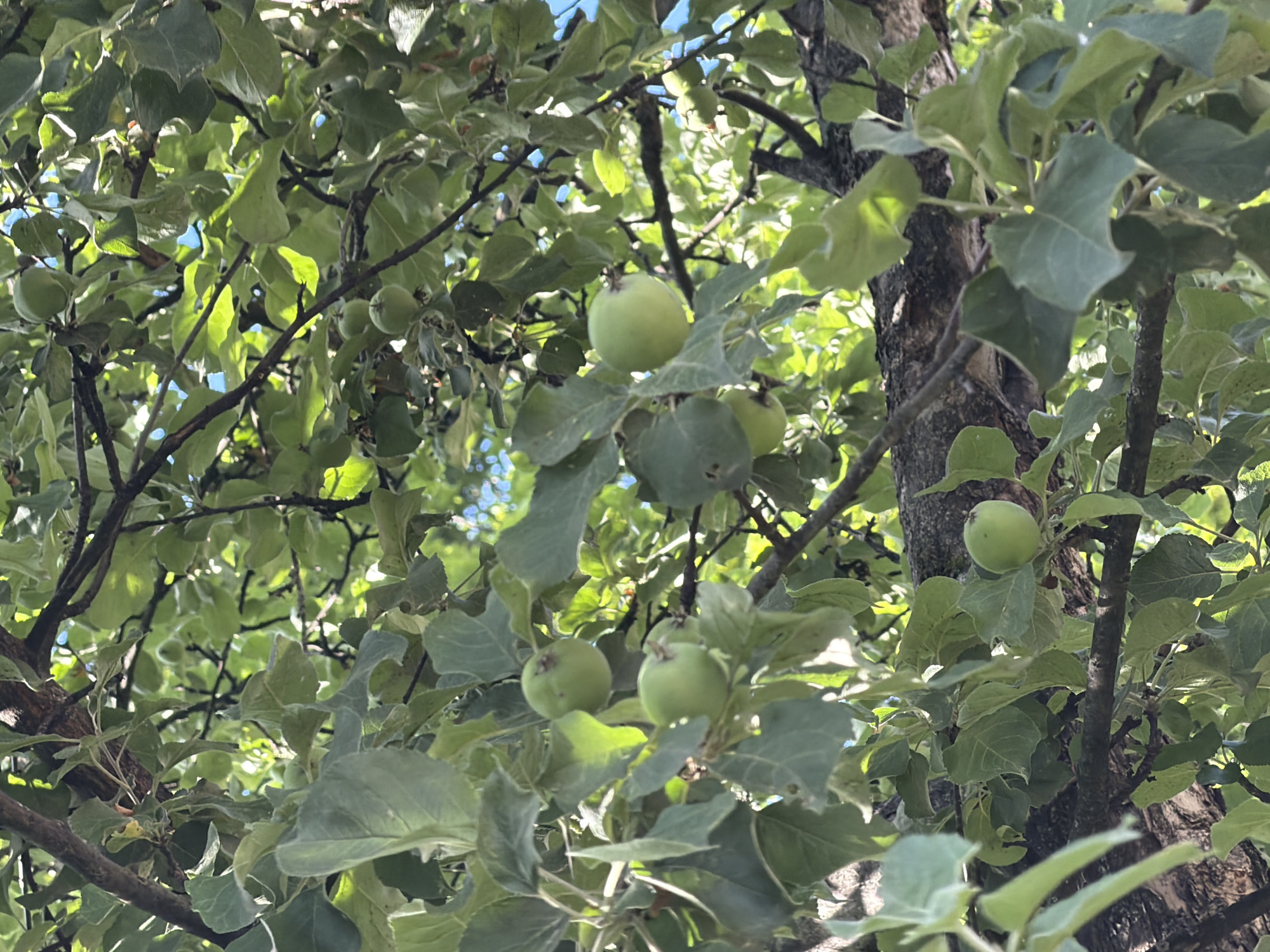 In an outdoor natural setting, sunlight filters through the dense foliage of a tree, illuminating several small, green apples. The apples are dispersed amongst the leaves and branches, some appearing solitary, others clustered in pairs or triplets. The branches are dark and rough, contrasting with the vibrant green of the leaves and the lighter green of the developing fruit. The background shows glimpses of a bright blue sky. The scene suggests a tranquil moment in nature, possibly an orchard or a backyard with an apple tree. There are no people or animals visible in the frame.