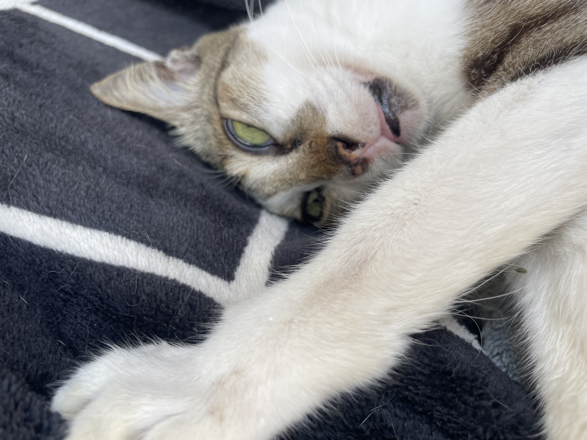 A close-up, shallow depth-of-field shot shows a domestic cat's face and front paw. The cat is predominantly white with brown tabby markings on its head and body. Its eyes are a vivid green and are partially closed, giving it a sleepy or relaxed appearance. The cat's mouth is slightly open, revealing its tongue. The cat is resting on a black and white striped blanket. The background is out of focus. The image is taken from a high angle, looking down at the cat. There are no people or other animals visible in the frame. There is no identifiable location information present in the image or its surrounding context.