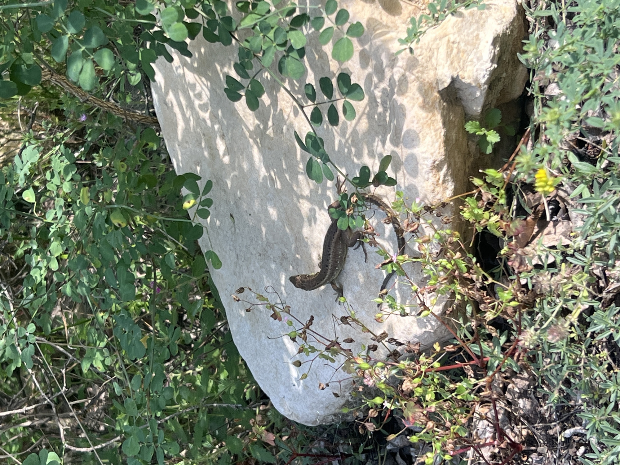 A lizard is basking on a large, pale rock in a natural, overgrown setting. The lizard is brown with dark stripes along its back and tail. It is positioned facing left, with its head slightly raised. The rock is roughly oval-shaped and appears to be sun-drenched, with dappled shadows falling across its surface from overhead foliage. Surrounding the rock is dense vegetation, including leafy green plants, thin branches, and some dried seed pods. In the foreground, a patch of green grass and smaller, lighter green plants is visible, with a single yellow flower. The background is filled with more greenery and shadowed areas, suggesting a wooded or wild area. The location is Hrabrino, Bulgaria.