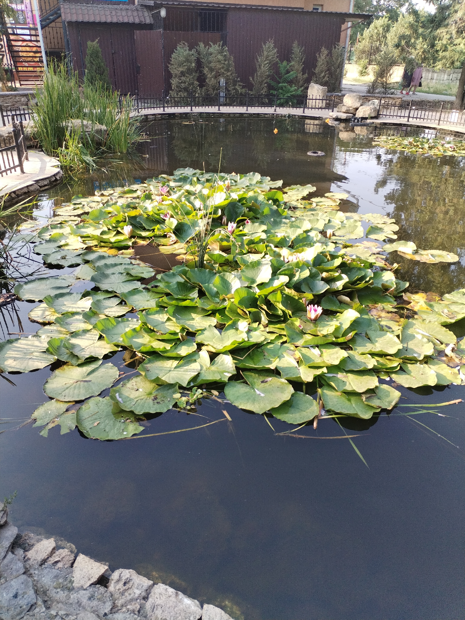 The image depicts a pond filled with numerous water lilies and their large, green leaves. Several small pink water lily blossoms are visible. The pond is surrounded by a stone border in the foreground and a black metal fence. Behind the fence, there is a building with a brown, corrugated metal facade and a beige upper section. Tall, thin green plants, possibly reeds, grow along the edge of the pond near the building. In the background, trees and a paved walkway can be seen, with two individuals walking on the walkway. The scene appears to be an outdoor public space, possibly a park or a garden within the city of Voznesensk, Ukraine, given the provided context. The water is dark and reflects the surroundings, and the lighting suggests it is daytime.