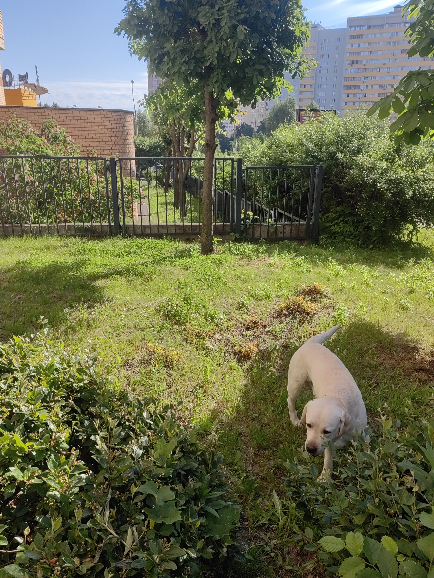 An outdoor, sunlit scene captures a light-colored dog standing in a grassy area, likely in Mytishchi, Russia. The setting appears to be a residential or park-like space within an urban or suburban environment.
In the foreground and mid-ground, a pale-colored dog, resembling a Labrador Retriever, is positioned towards the right side, looking generally leftward. It is standing on lush green grass, which shows some patchy areas, and is surrounded by dense green bushes. Long shadows are cast across the grass, indicating bright sunlight.
A black metal fence with vertical bars extends across the mid-ground, separating the immediate area from the background. Beyond the fence, there are more green trees and bushes. In the far background, several buildings are visible under a clear blue sky with sparse clouds. On the left, a brick building with a distinct yellow upper section and some rooftop equipment is present. Towards the center and right, a large, multi-story apartment building with a light grey and yellow facade and numerous windows dominates the skyline.
The time of day is clearly daytime, given the strong sunlight. The weather is bright and clear. No specific activity beyond the dog standing in the grass is evident. A blurry red sign is partially visible in the distant background, obscured by foliage, but its text is unreadable.