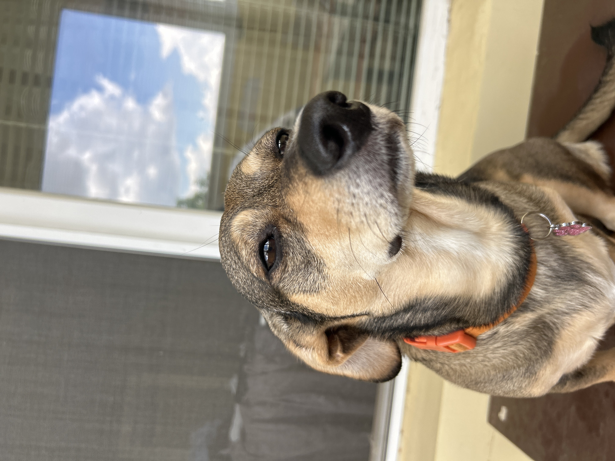 A close-up, eye-level, medium shot captures a dog with tan and brown fur sitting in an outdoor setting. The dog is wearing an orange collar with a pink heart-shaped tag. The background features a screened door on the left and a window with horizontal blinds and a reflection of the sky with white clouds on the right. The dog is looking to its right, with its head tilted slightly upward. The lighting appears to be natural daylight, casting soft shadows. The image is sharp and in focus on the dog, with the background slightly blurred.