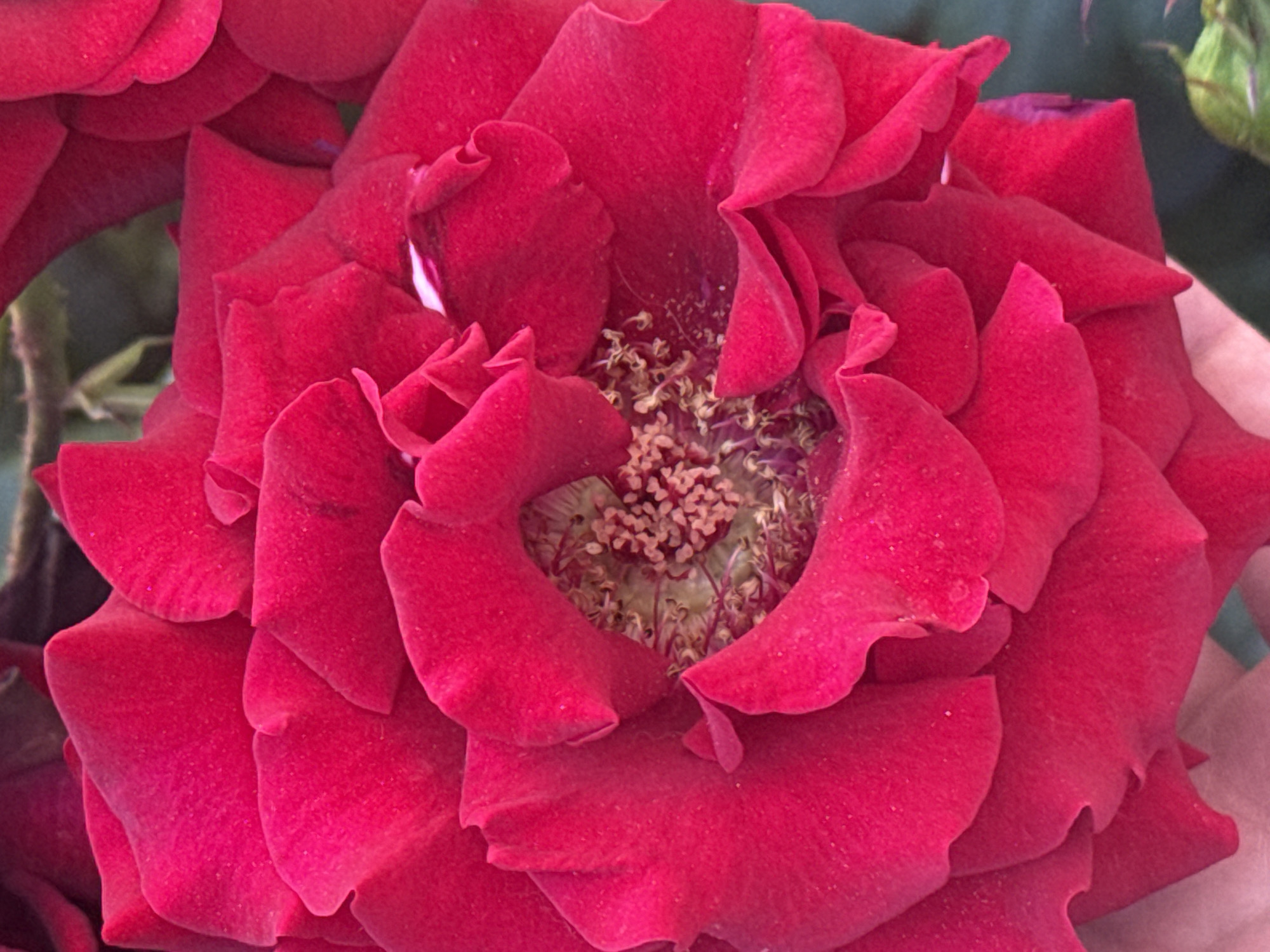 A close-up, overhead shot captures a vibrant red rose in full bloom, its petals unfurling in a complex spiral. The center of the rose reveals a cluster of stamens, tipped with light brown pollen. The background consists of blurred green foliage. A portion of a hand, with light skin, is visible in the lower left corner, gently supporting the rose. The lighting suggests an outdoor setting.