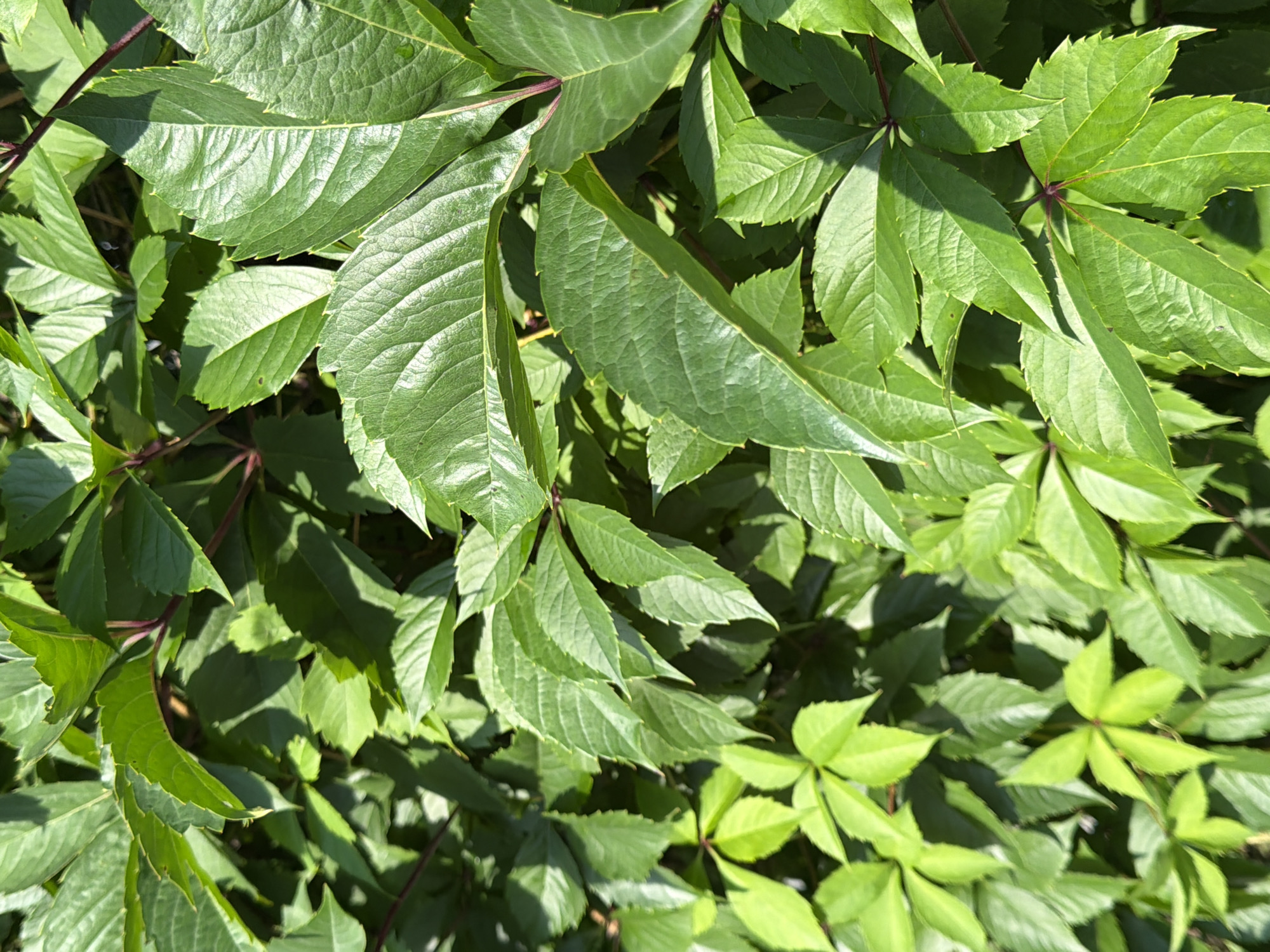 This is a close-up, eye-level, outdoor shot of dense, leafy green foliage. The leaves appear to be part of a climbing vine, with some leaves exhibiting a serrated edge and prominent veins. The stems are a reddish-purple color. The lighting suggests a sunny day, with shadows casting across the leaves. The specific location within the city of Pokrov, Russia, cannot be determined from the visual information provided. There are no people, objects other than the plants, or actions depicted in the image.