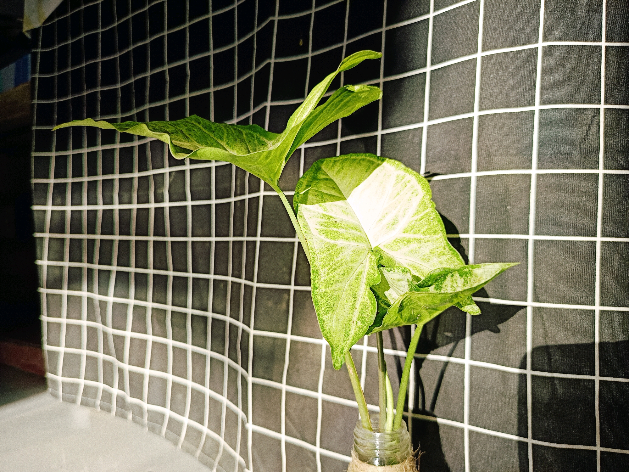 The image shows a potted plant with variegated green and white leaves, placed in a glass jar wrapped with twine. The plant is positioned in front of a black fabric backdrop with a white grid pattern. Sunlight casts shadows of the plant and grid onto the background. A portion of a light-colored surface is visible in the lower left corner of the frame. The scene is likely set indoors, possibly in a home or studio, and is not specifically identifiable as being located in Tlogosari, Indonesia, as there are no discernible landmarks or contextual clues to suggest that location. The image focuses solely on the plant and its immediate surroundings.