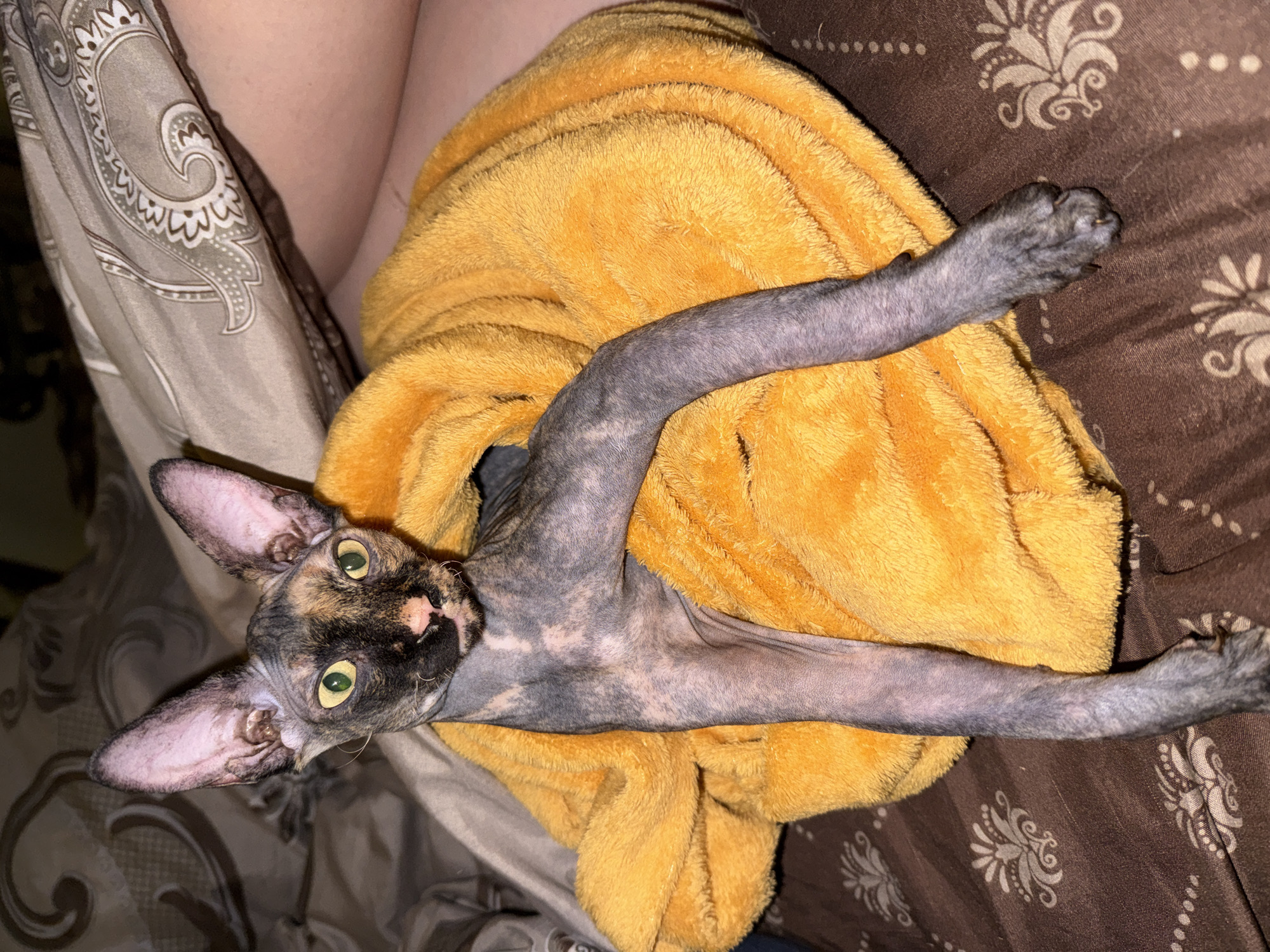A hairless Sphynx cat is captured in a close-up, eye-level shot, lying horizontally across the frame. The cat is snugly wrapped in a bright yellow, plush-textured blanket or towel, with only its head and front paws emerging. It gazes directly at the viewer with wide, vibrant green eyes. The cat's skin displays a distinctive mottled pattern of dark grey/black with lighter patches, visible on its face, large ears, and slender, extended front legs. Its paws are delicate, showing small claws.
The cat rests on bedding composed of a brown blanket or sheet with an intricate beige floral and paisley pattern. A portion of a person's leg, lightly covered by a lighter patterned sheet, is visible in the upper left corner, suggesting the cat is relaxing on a bed or couch next to its owner. The overall impression is one of coziness and comfort, with the cat appearing calm and curious. The lighting suggests an indoor setting, likely under artificial light. There is no visible text in the image.