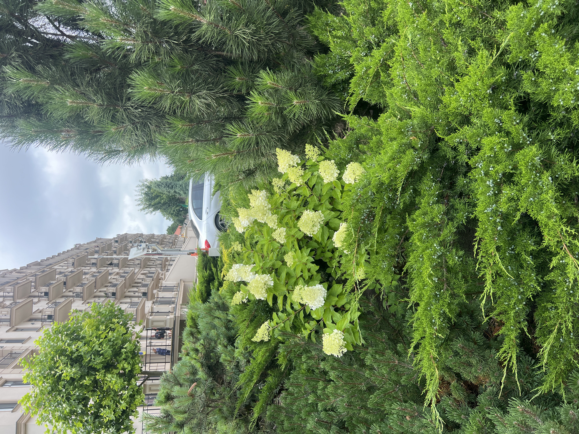 A cloudy day in Fontanka, Ukraine, shows a large, multi-story apartment building with numerous balconies and a tree in front. In the foreground, a variety of green shrubs and trees, including a pine tree and flowering hydrangeas, dominate the scene. A silver sedan is parked on the street behind the foliage. A security camera pole is visible on the right side of the building. Two individuals are standing on a balcony of the apartment building.