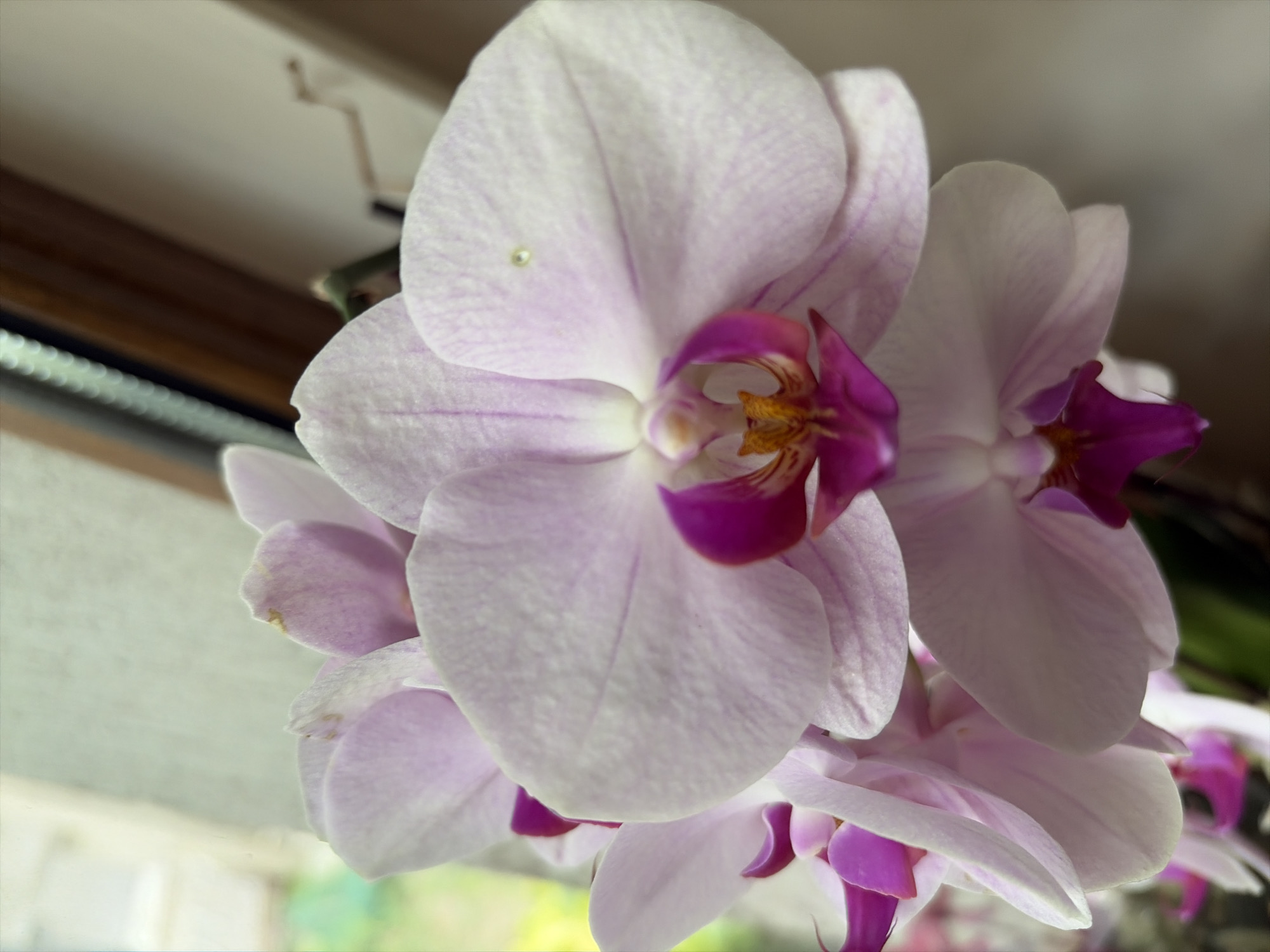 A close-up, vertical shot showcases a cluster of light pink orchids with vibrant fuchsia centers. The flowers are in focus, their delicate petals displaying subtle veins and a slight texture. A few dew drops are visible on one of the petals. The background is softly blurred, suggesting an indoor setting near a window with a hint of greenery and wood framing visible. The overall lighting is natural, casting soft shadows and highlighting the flowers' beauty. The location in Sveti Vlas, Bulgaria is not discernible from the image itself.