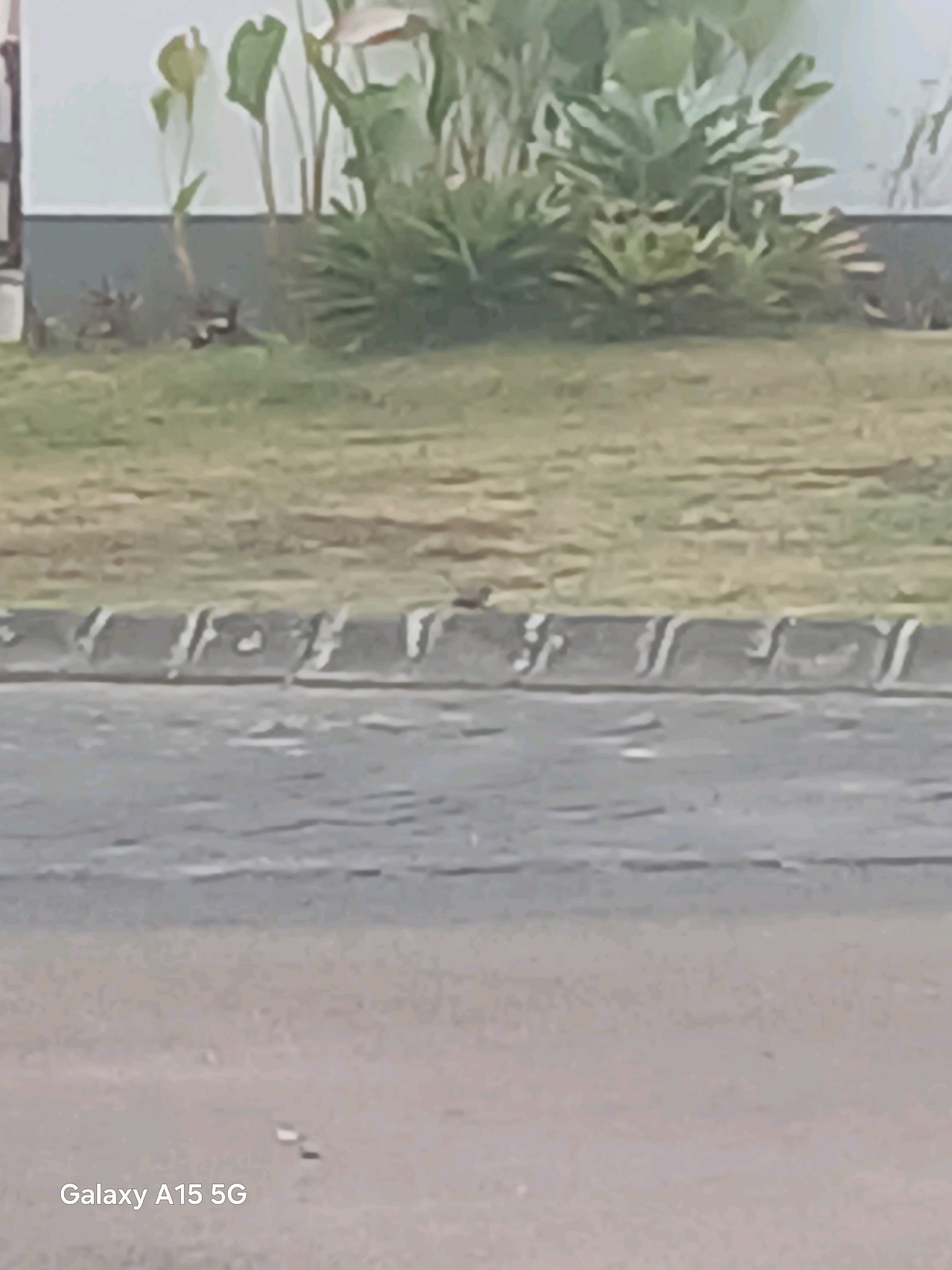 The image depicts a roadside scene in Surabaya, Indonesia, featuring a section of pavement and a raised curb with a grassy area behind it. A small bird is perched on the textured concrete curb. In the background, lush green foliage from plants is visible against a light-colored wall. The lower portion of the image shows a watermark that reads "Galaxy A15 5G."