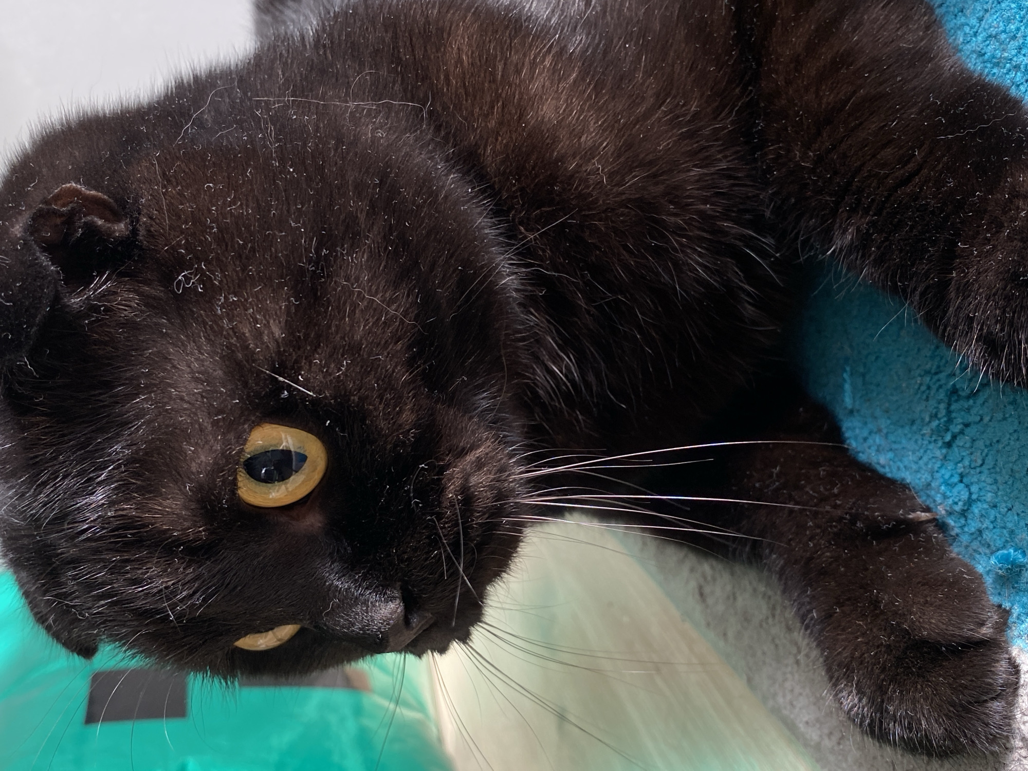 This image presents a dark-furred Scottish Fold cat, displaying prominent white vibrissae and bright yellow irises with constricted black pupils. The cat's ears are folded forward and downward. Its fur is observed with numerous small white flecks. The animal is in a resting, prone position, with its head slightly rotated left, fixating its gaze forward. It is situated on a light gray, textured fabric surface. Beneath its right front paw and extending under its body, a vibrant teal textile is visible. The background consists of a light-toned wooden or laminate floor, with a blurred, vibrant teal object or surface to the left and a plain white wall section to the right. The scene is an indoor, domestic environment located in Chaikovsky, Russia.